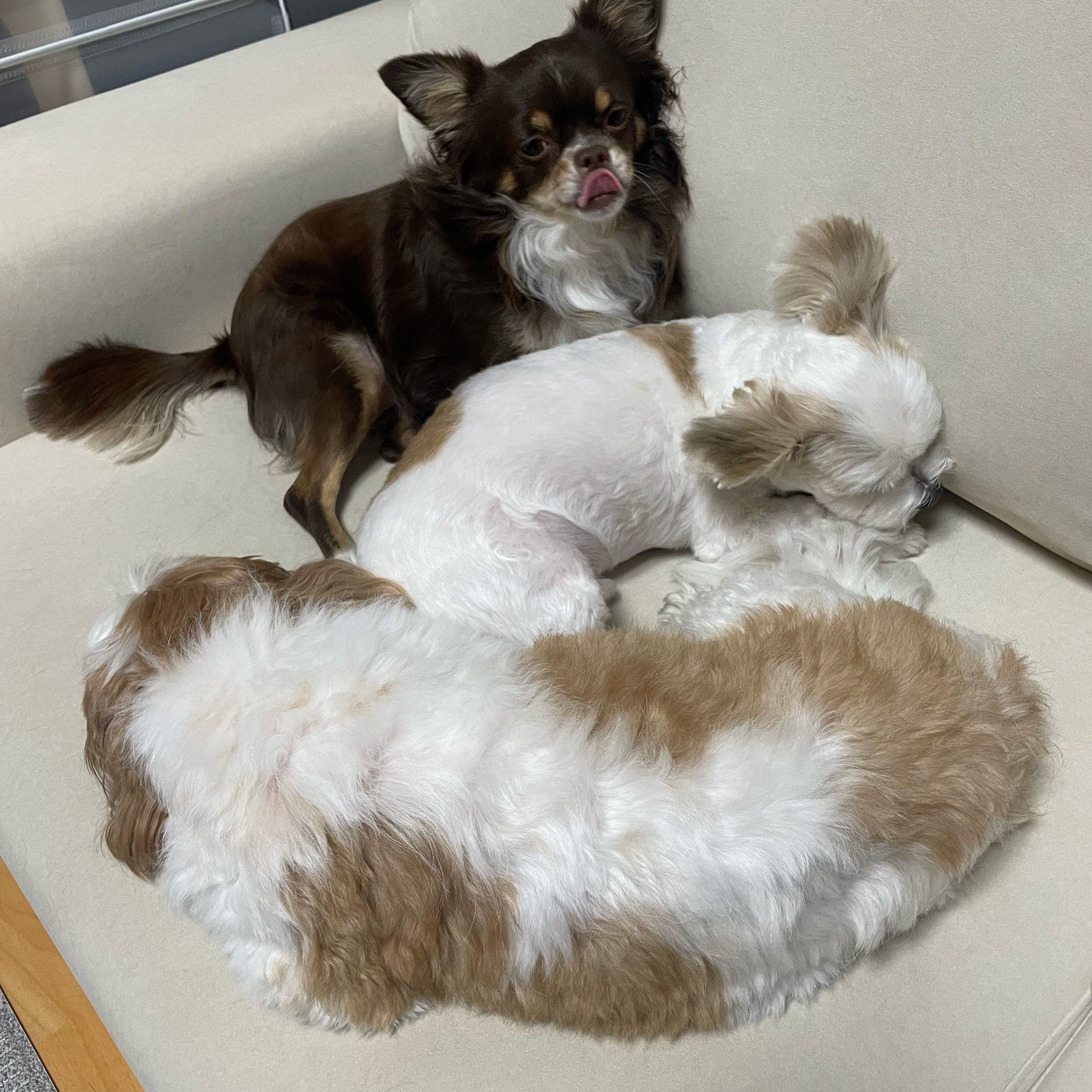 아산 애니멀 호더 구조견(아금) 현재 태산이 임보일기