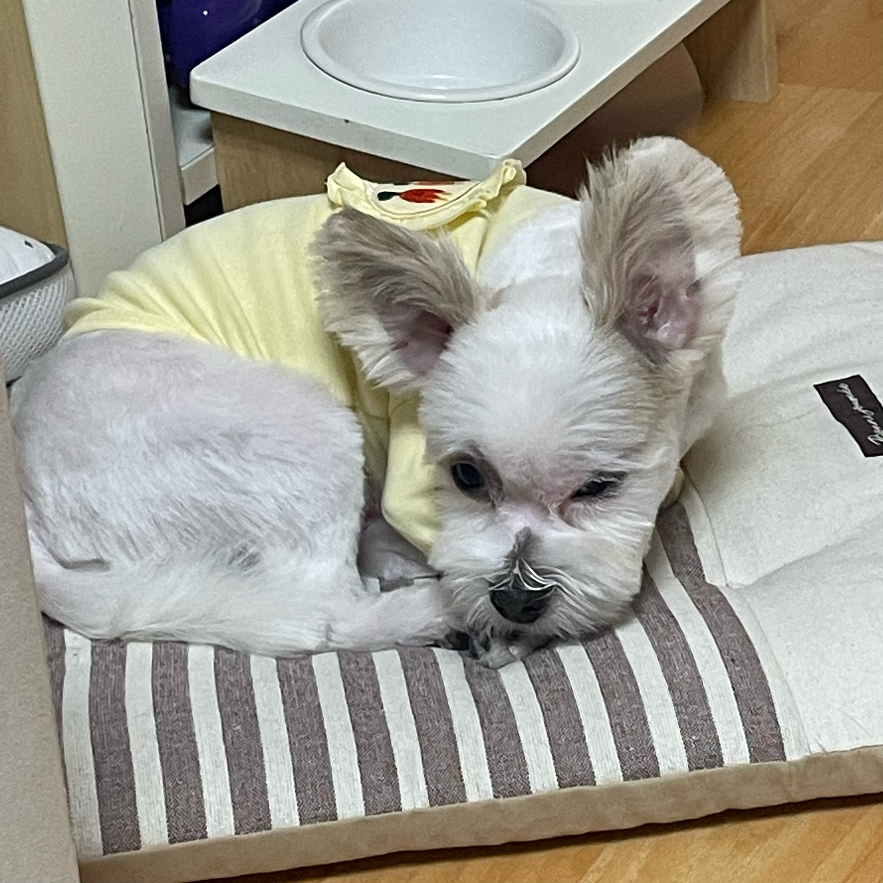 아산 애니멀 호더 구조견(아금) 현재 태산이 임보일기