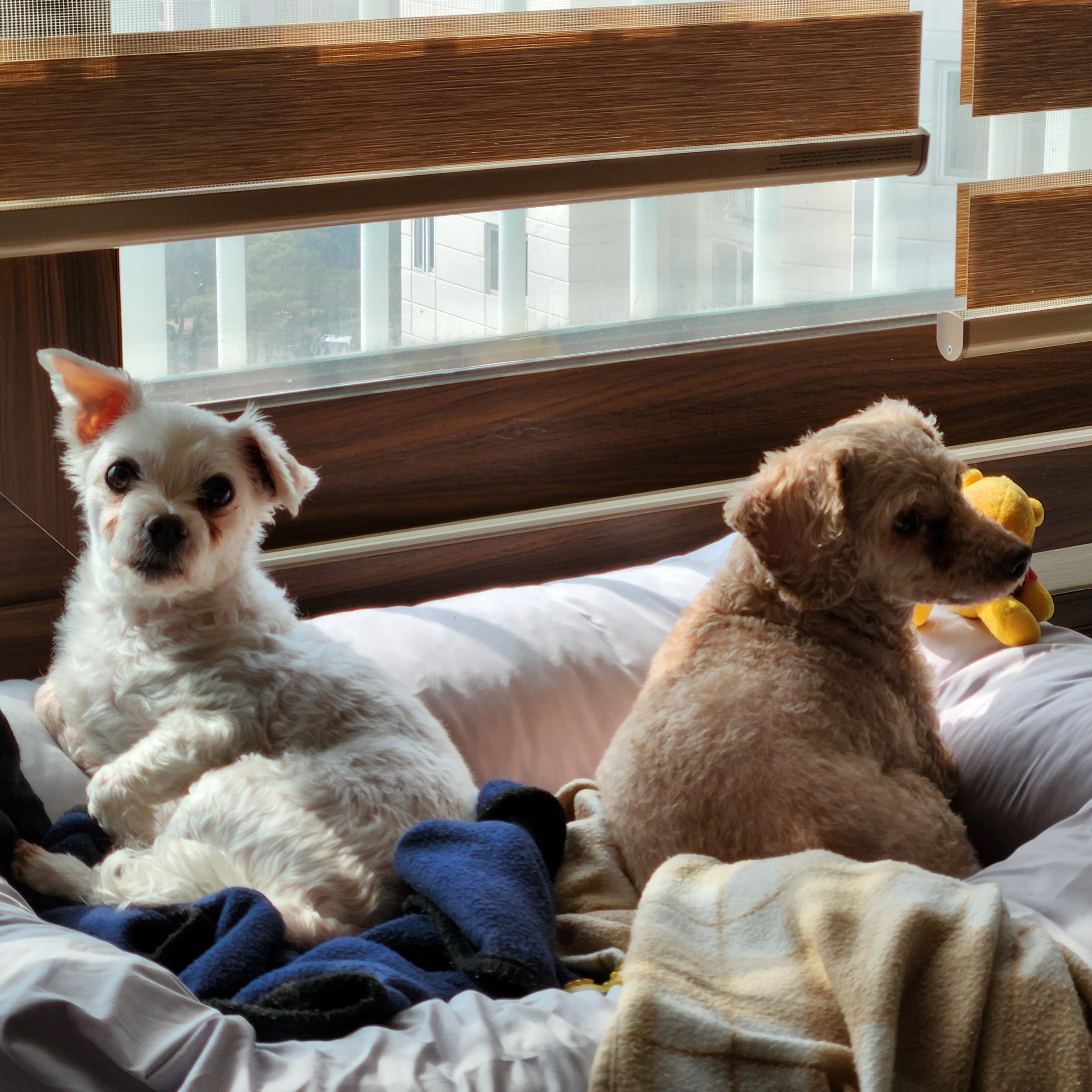 밤송이 인사드려요