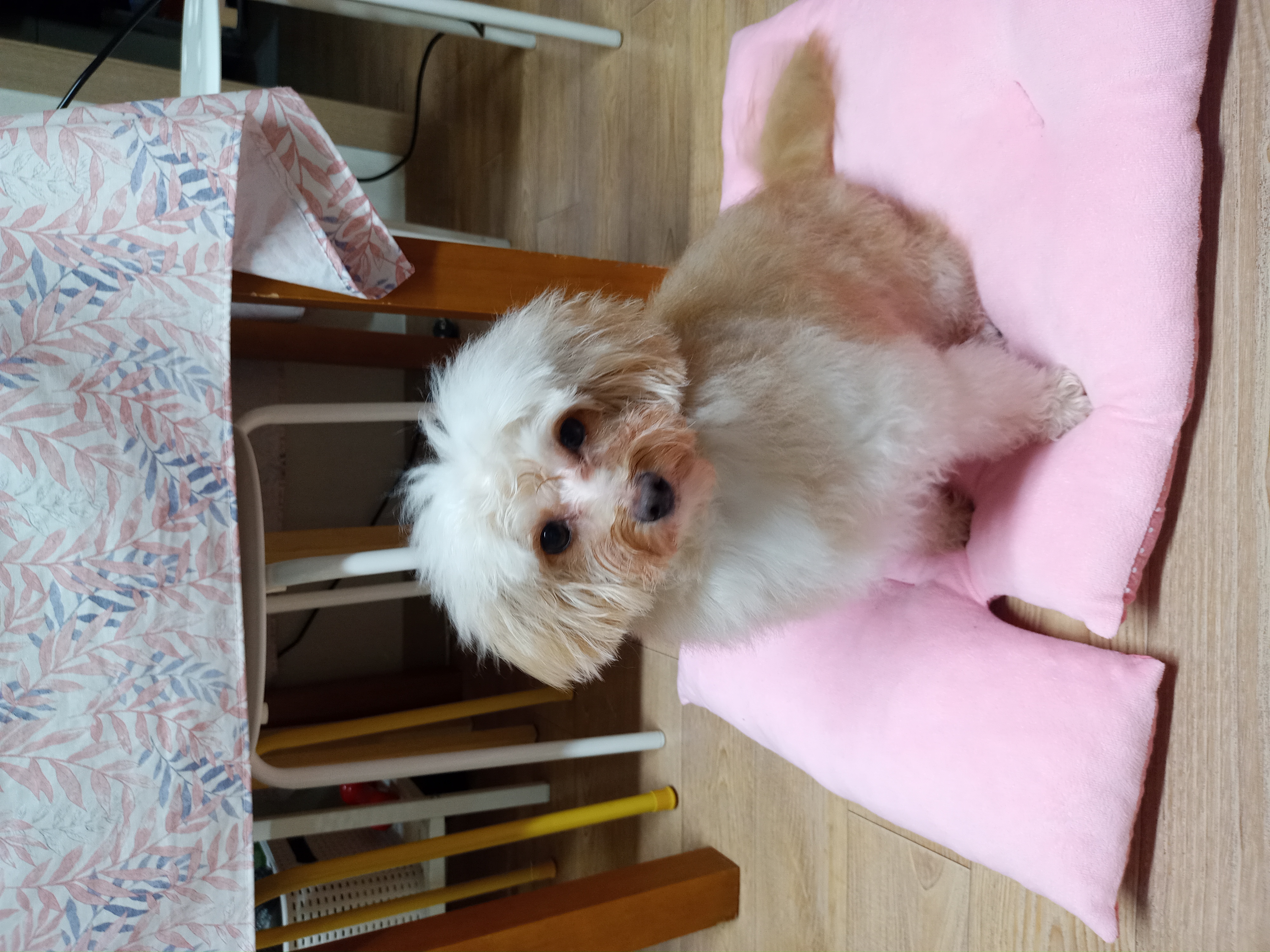 다온이(비비)와 1년