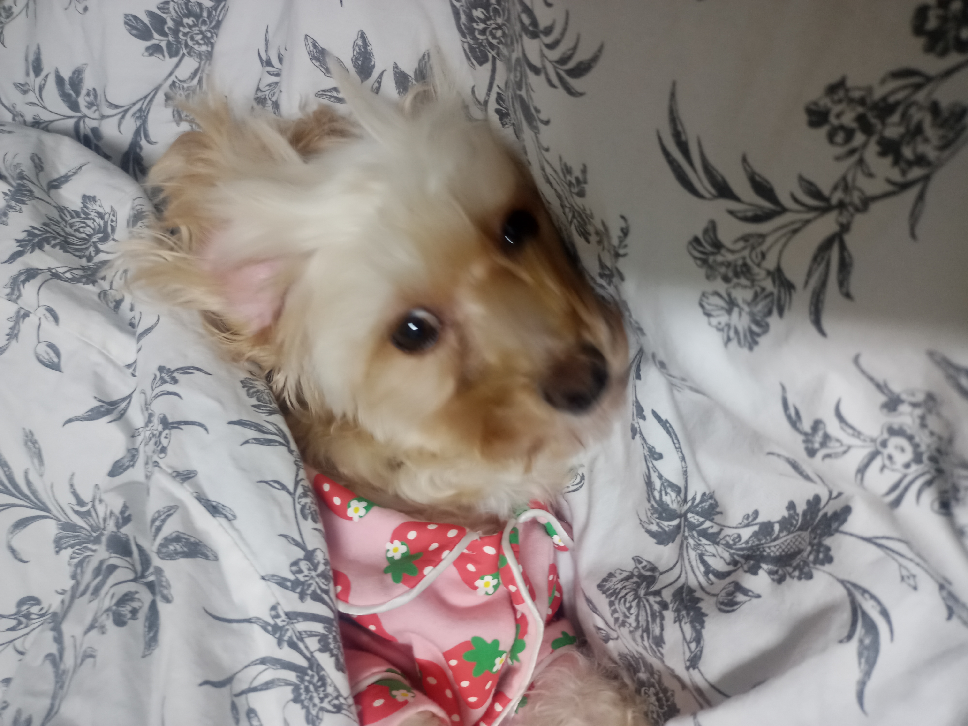 다온이(비비)와 1년