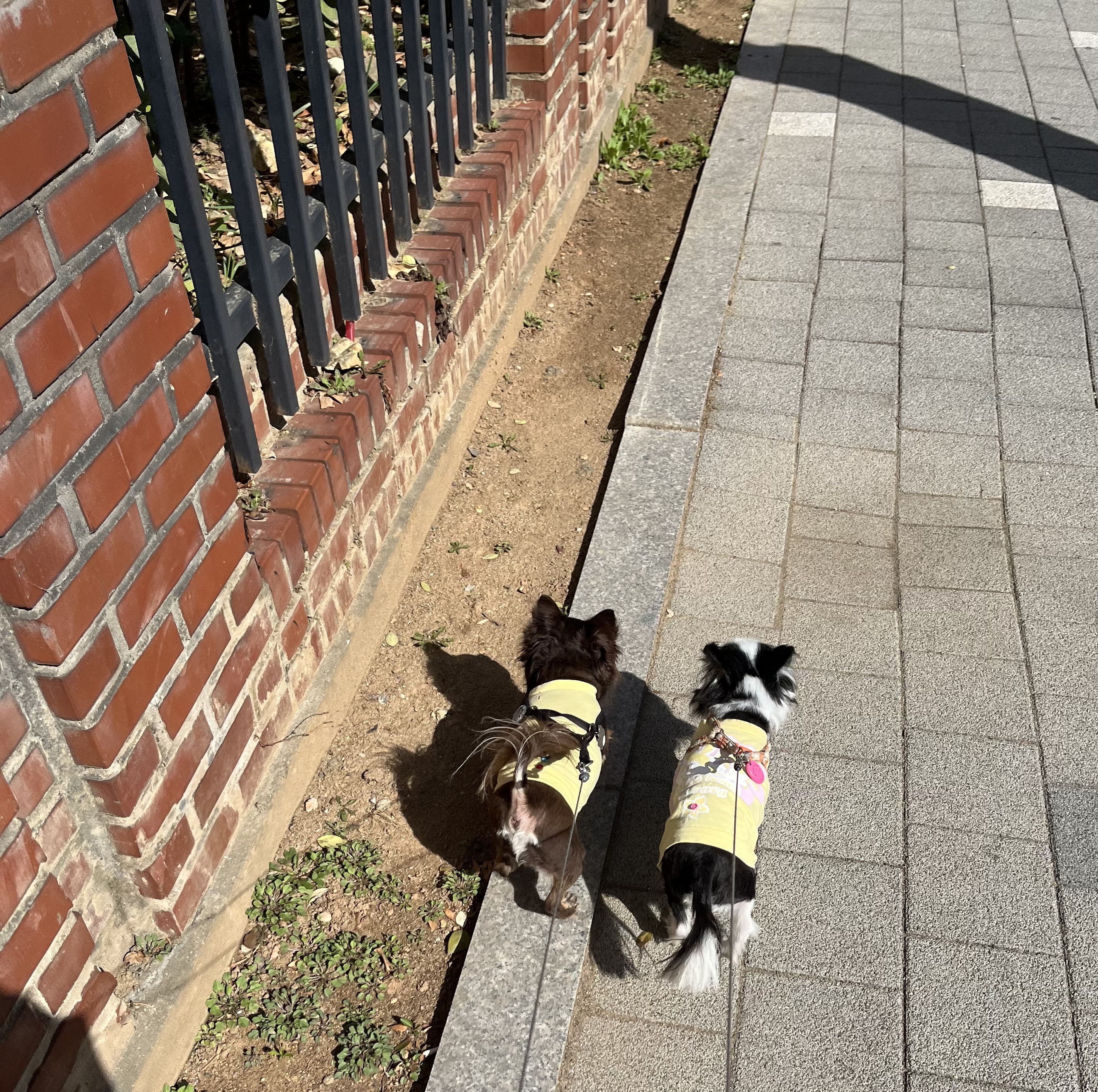 평택 번식장 계피(현 나나)예요~