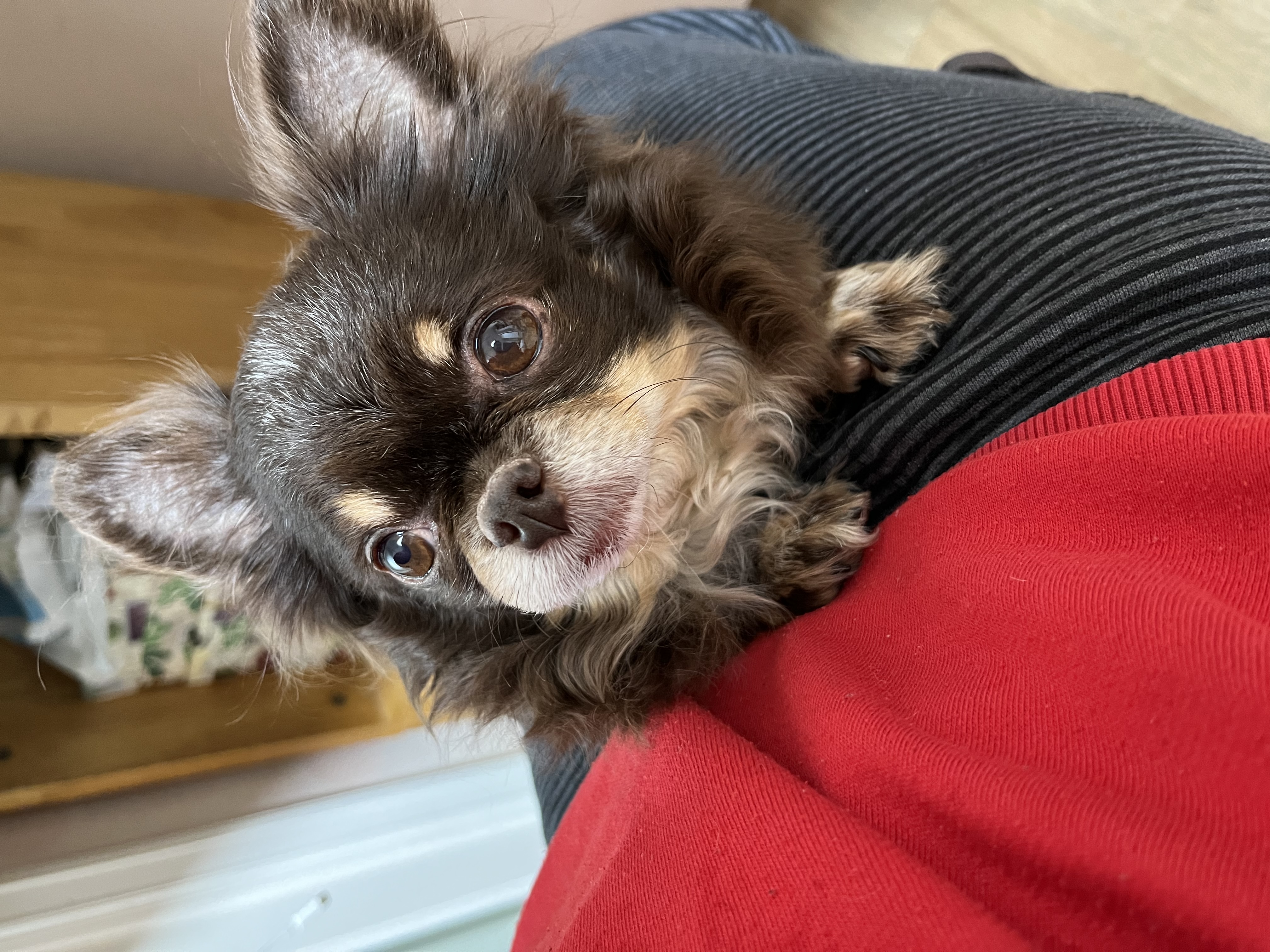 평택 번식장 계피(현 나나)예요~