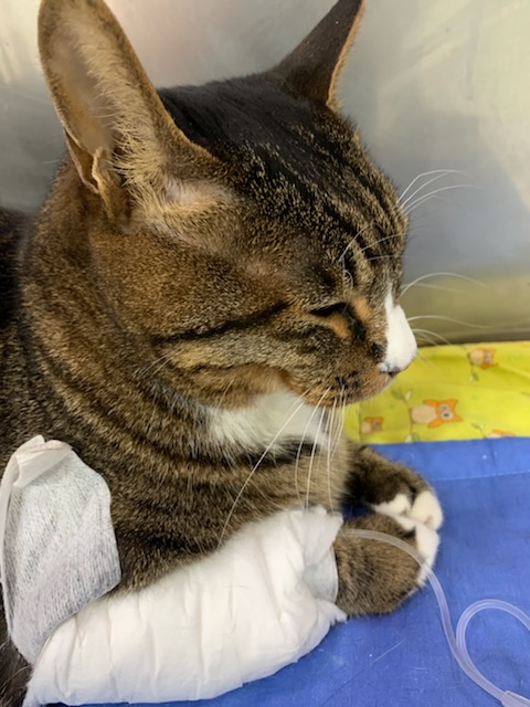 우리(티거)가 많이 아파요 ㅠ