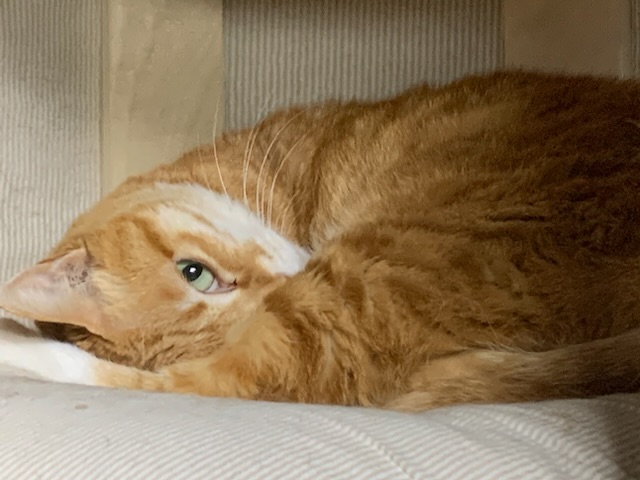 우리(티거)가 많이 아파요 ㅠ