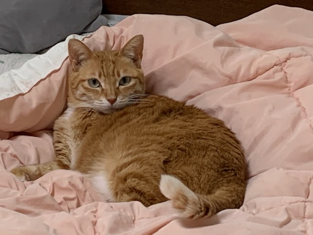 우리(티거)가 많이 아파요 ㅠ