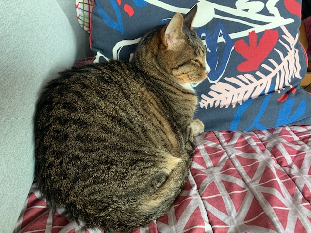 우리(티거)가 많이 아파요 ㅠ