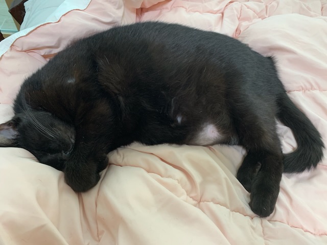 우리(티거)가 많이 아파요 ㅠ