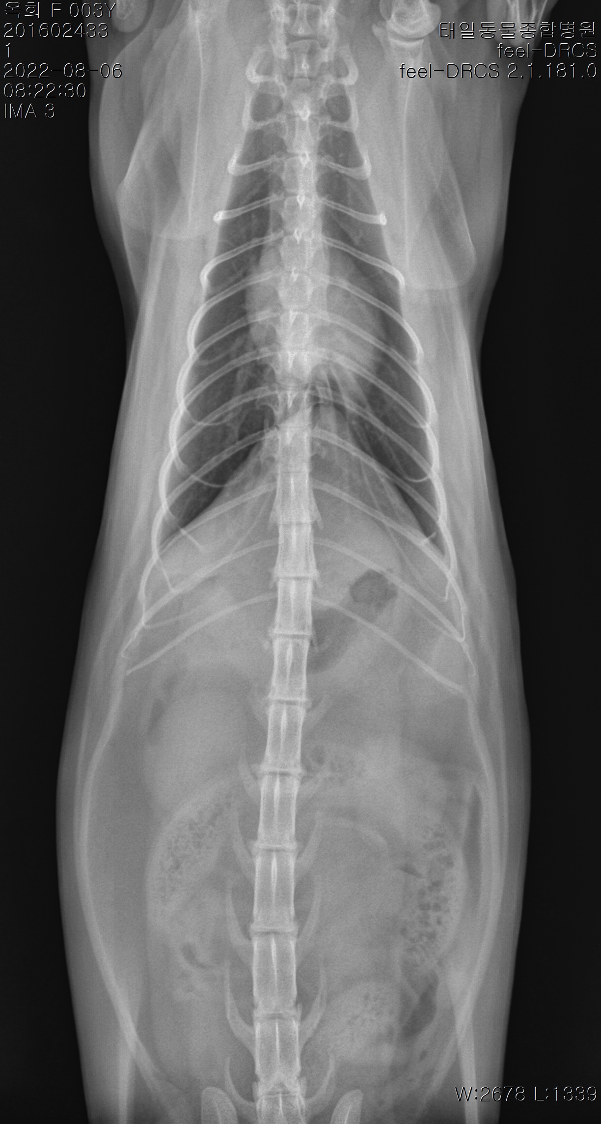 옥희(몰랑이),복희(동백이)와 함께한지 3년 되었습니다^^