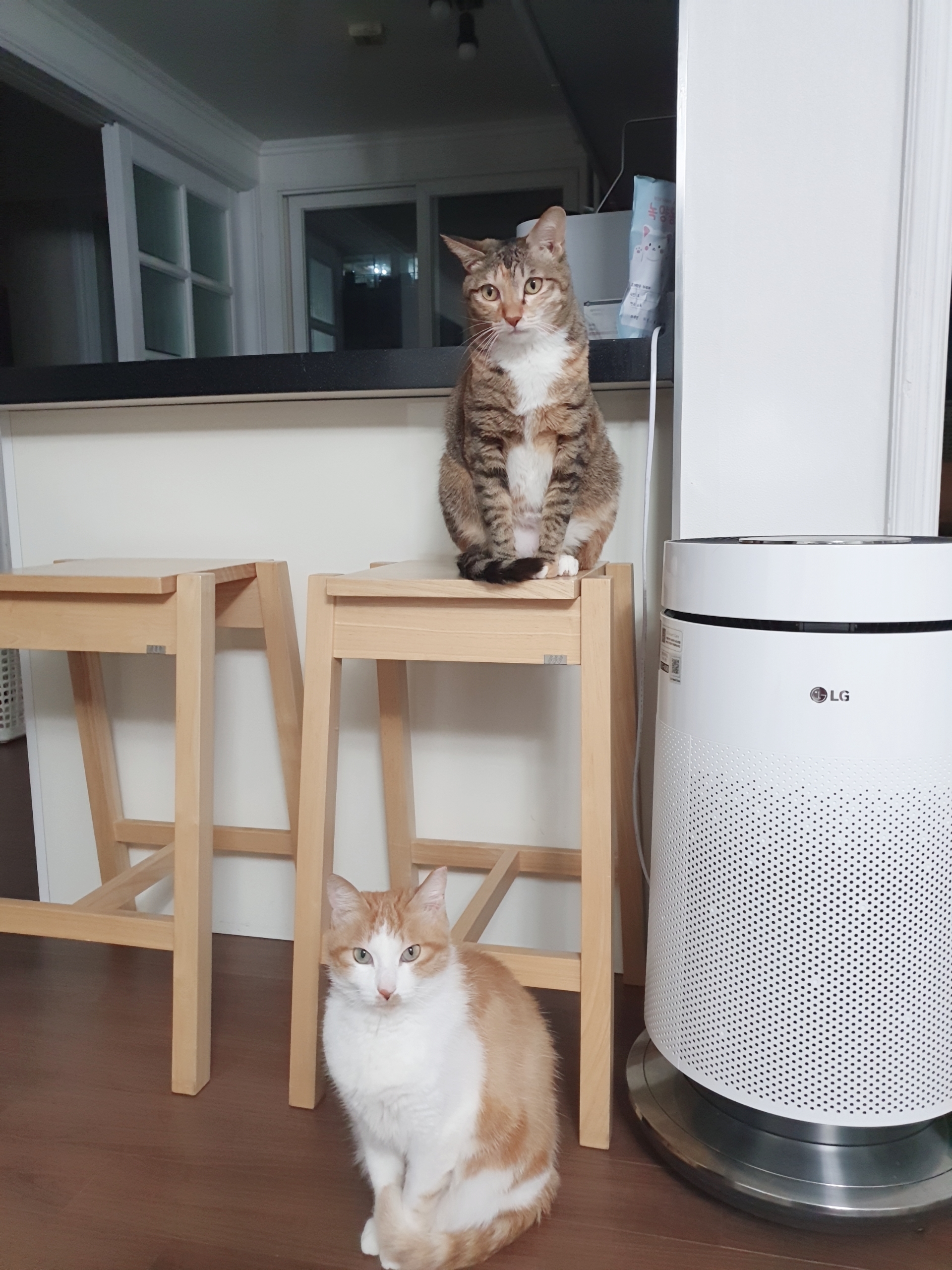 옥희(몰랑이),복희(동백이)와 함께한지 3년 되었습니다^^