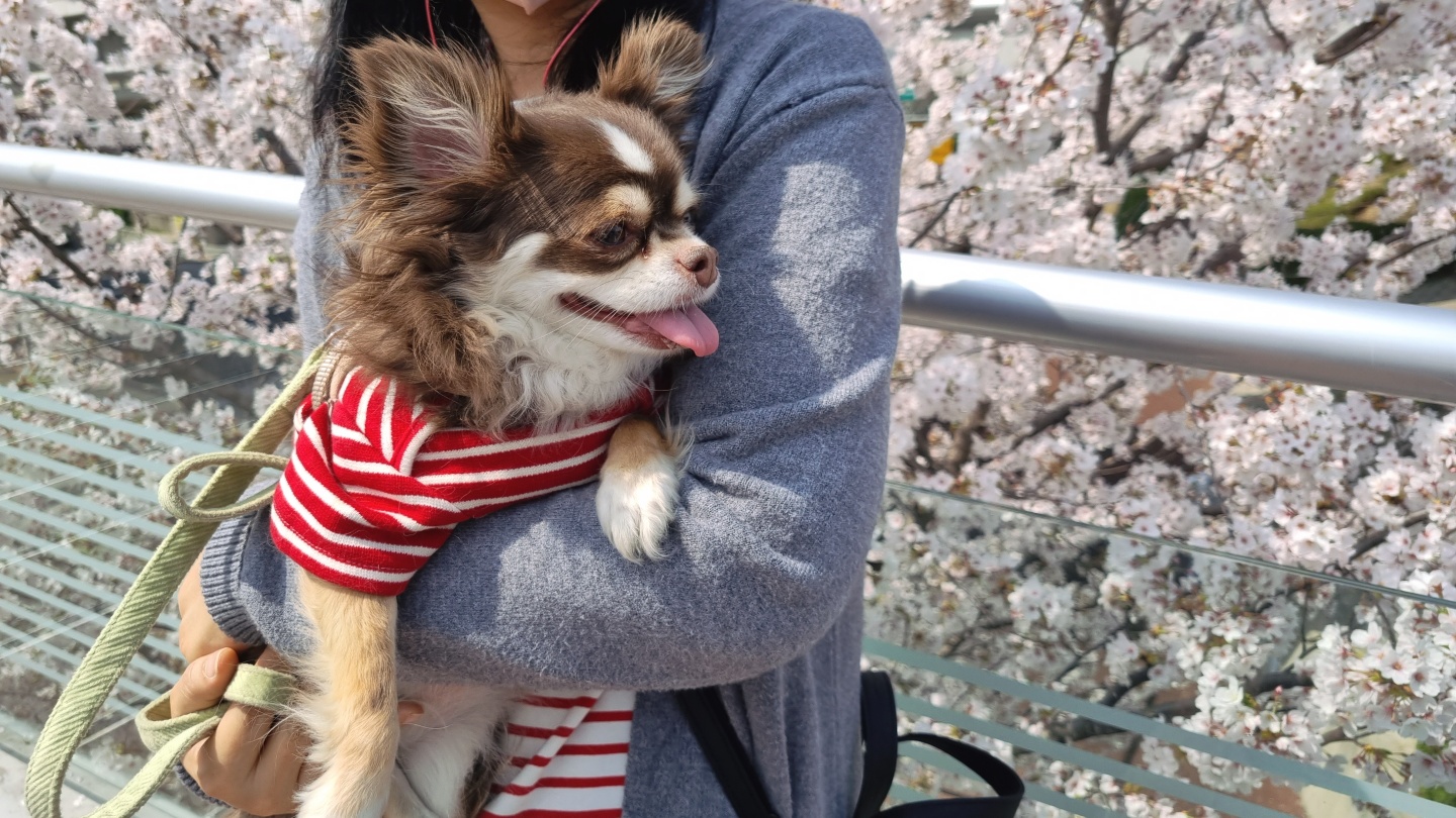 평택치와와 타미는 요즘(구 더지)