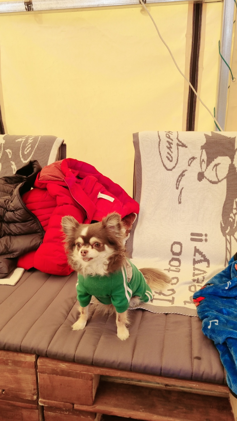 평택치와와 타미는 요즘(구 더지)