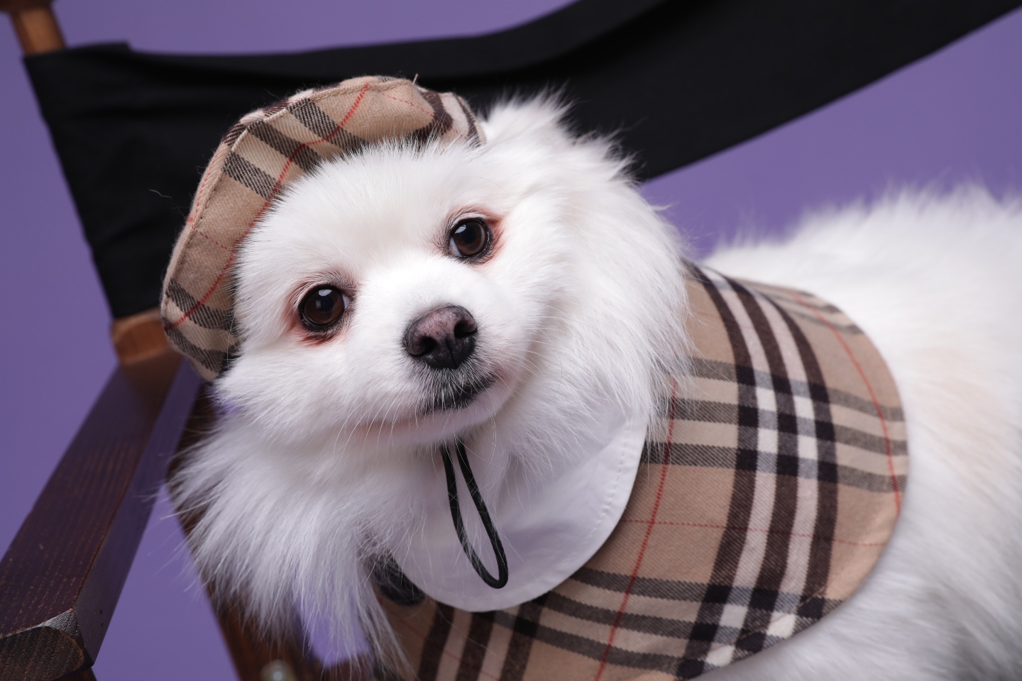 별이(구,영천꽃별이 )소식 알려드려요 ~