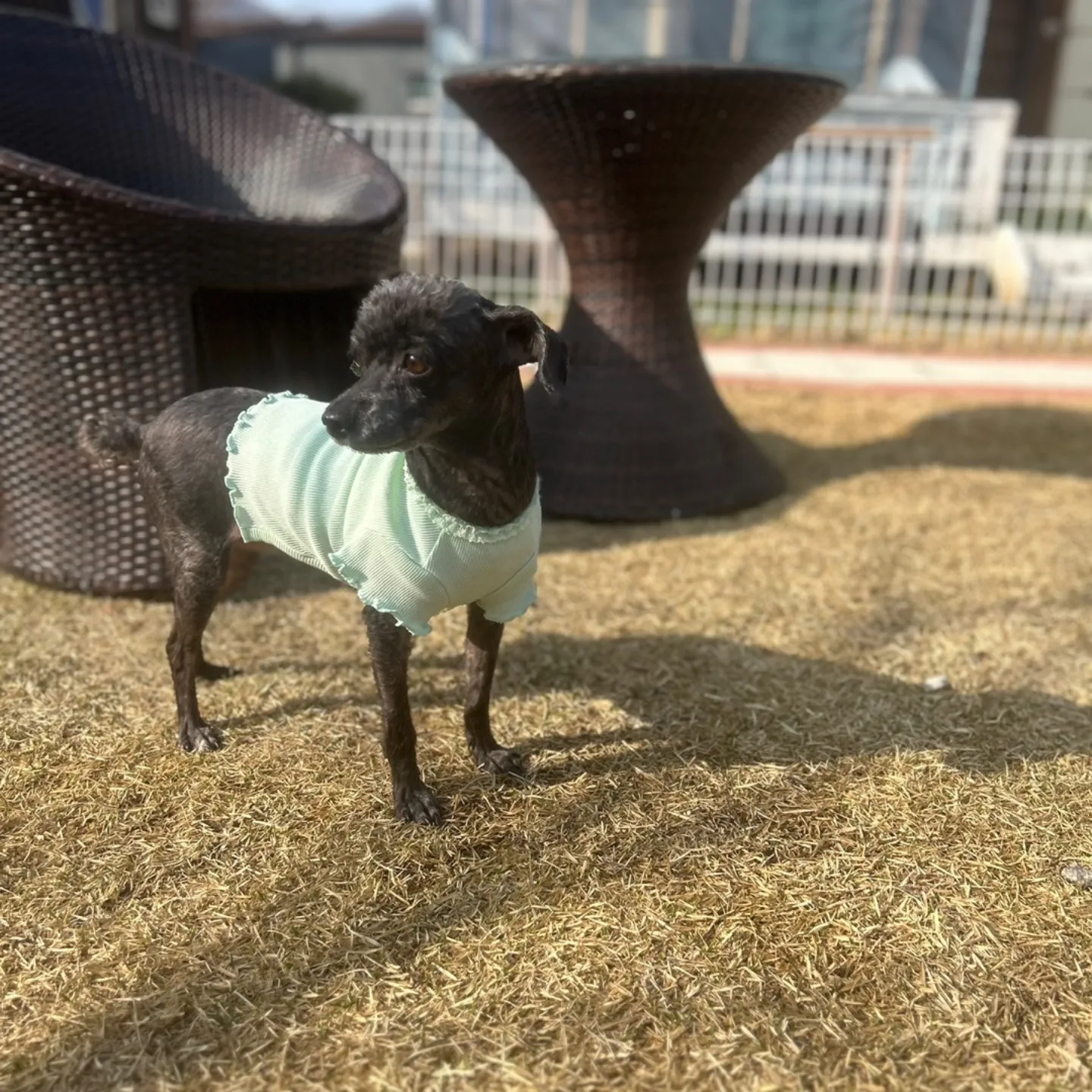 푸푸랑 공주랑 (영천 푸푸. 뽀사) 3년