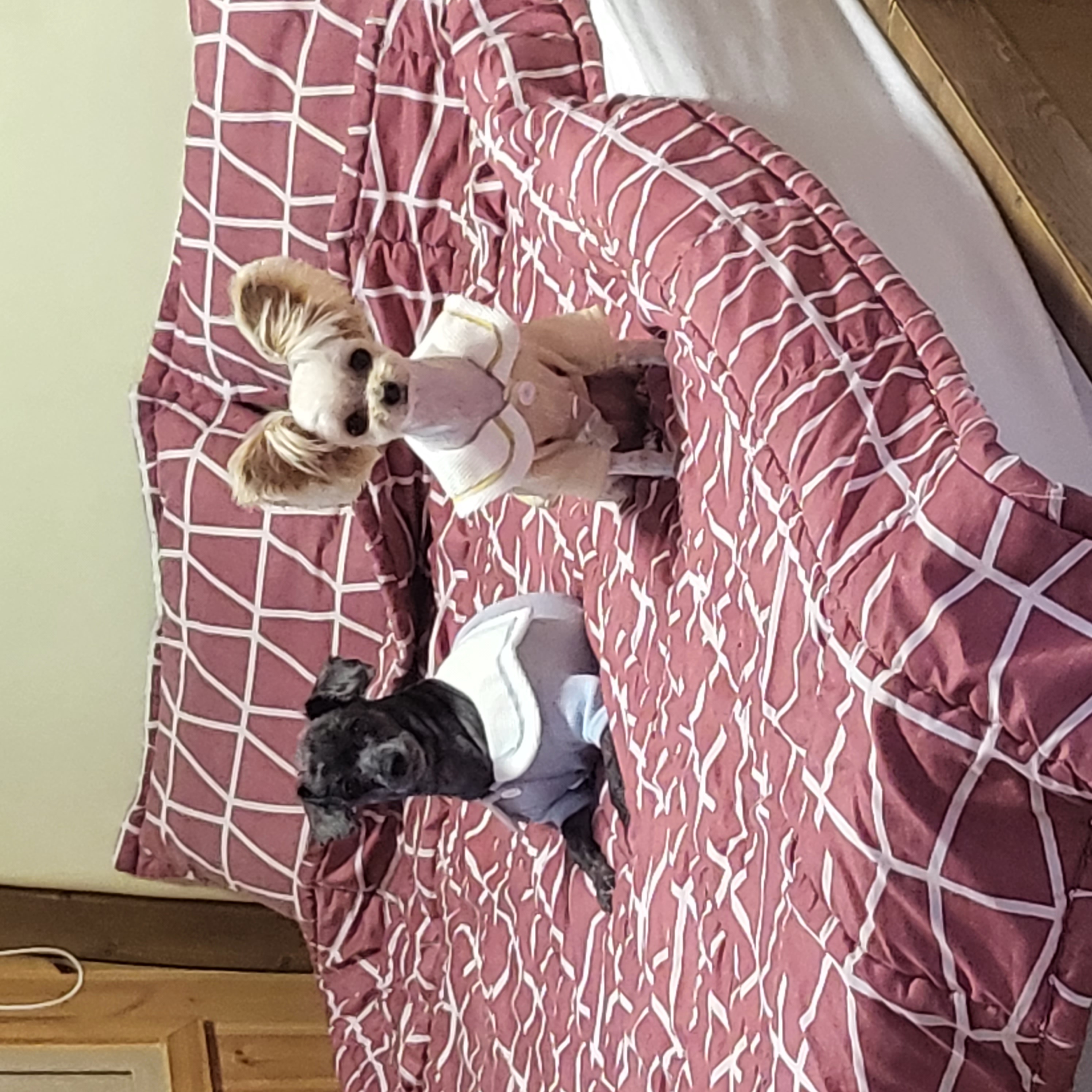 푸푸랑 공주랑 (영천 푸푸. 뽀사) 3년