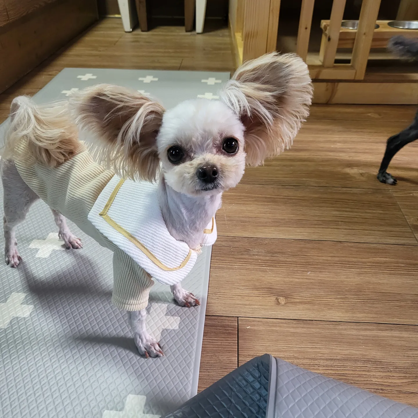 푸푸랑 공주랑 (영천 푸푸. 뽀사) 3년