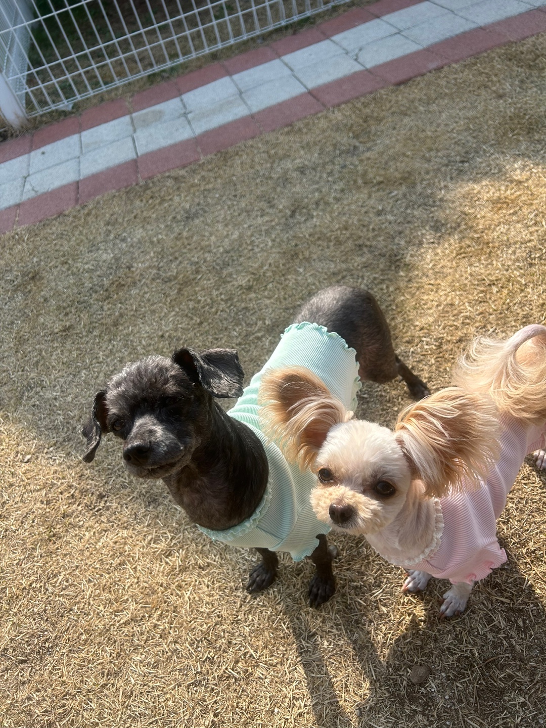 푸푸랑 공주랑 (영천 푸푸. 뽀사) 3년