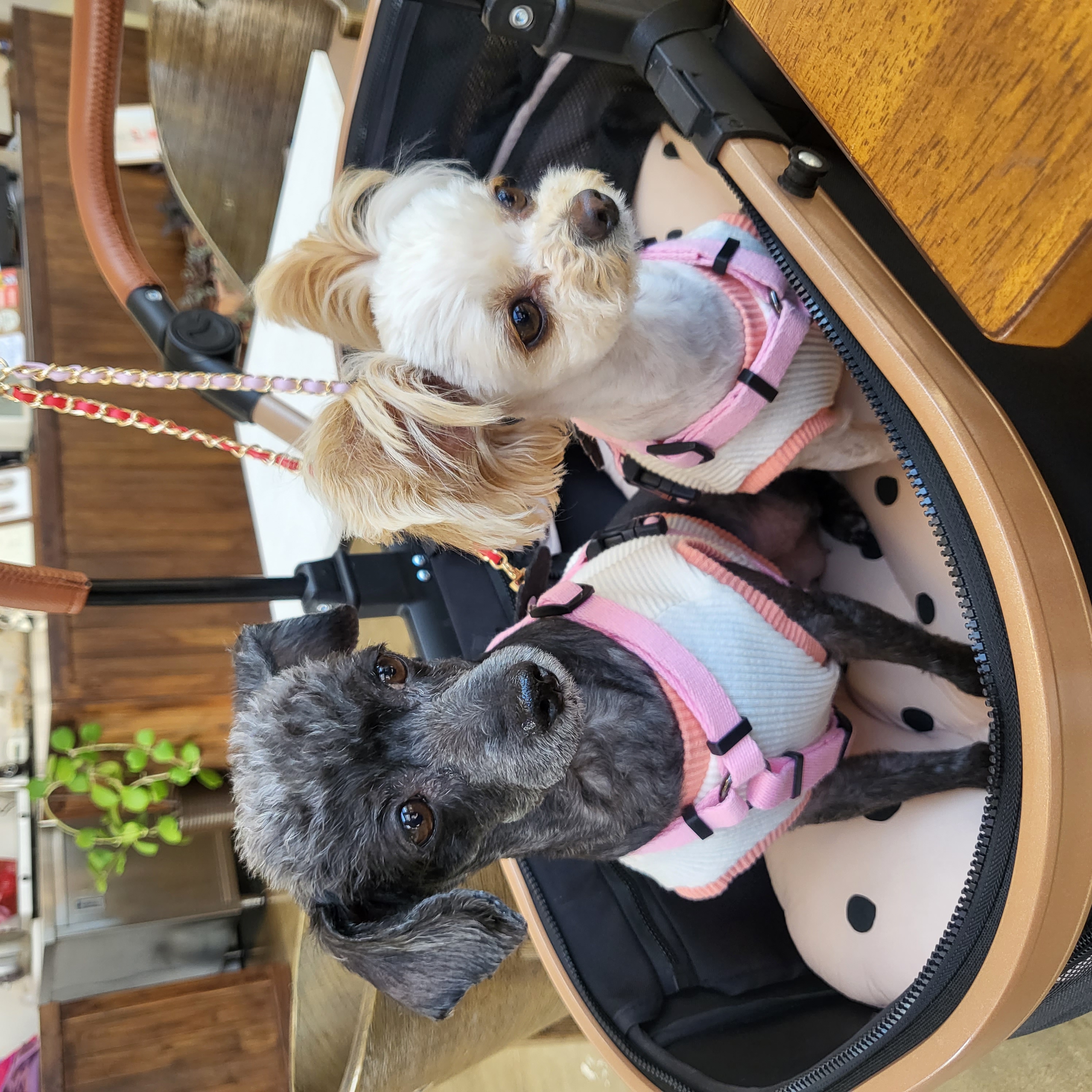 푸푸랑 공주랑 (영천 푸푸. 뽀사) 3년