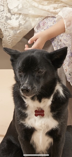 아투(제다이) 입양 4.5년차입니다!! 