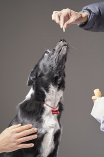 아투(제다이) 입양 4.5년차입니다!! 