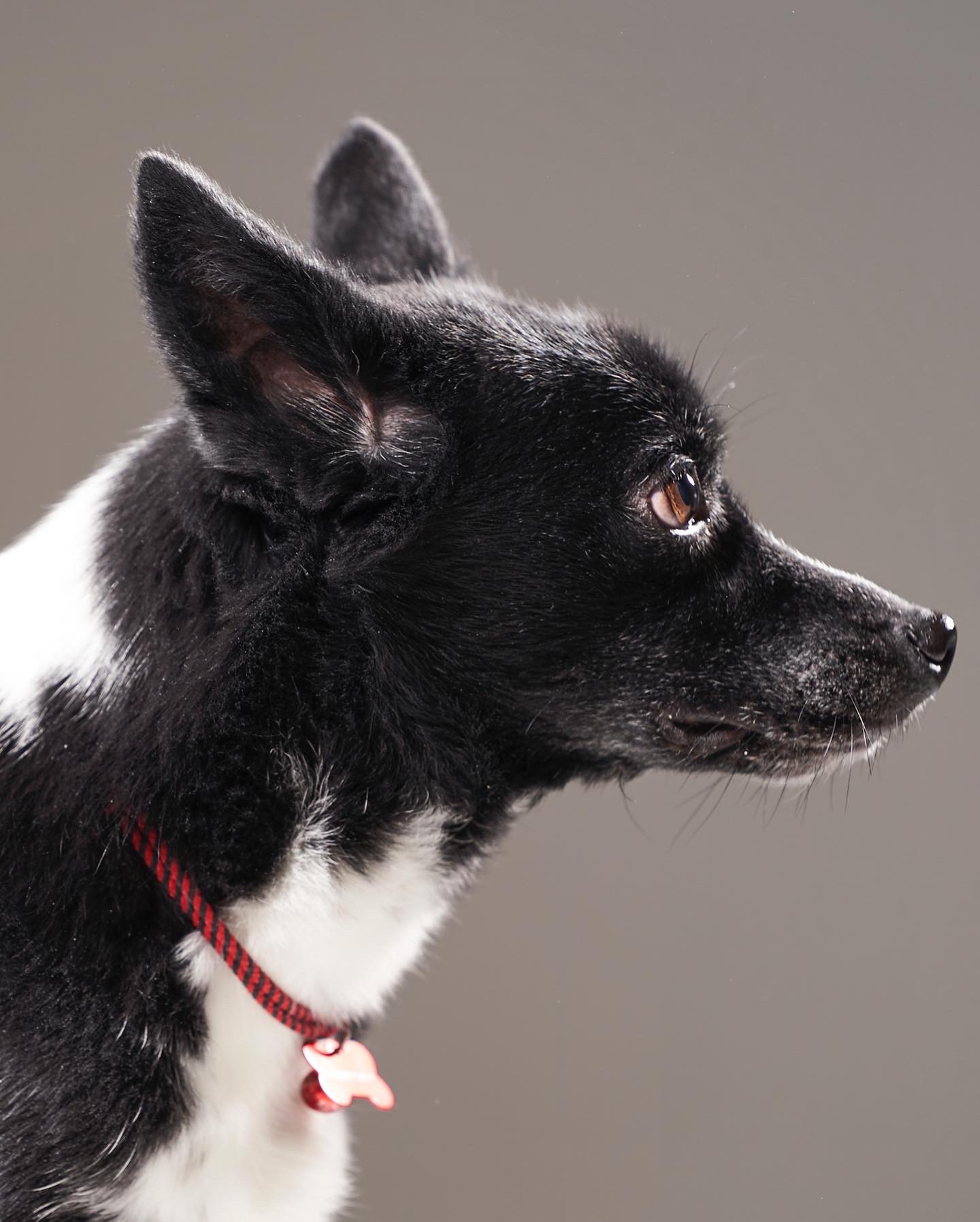 아투(제다이) 입양 4.5년차입니다!! 