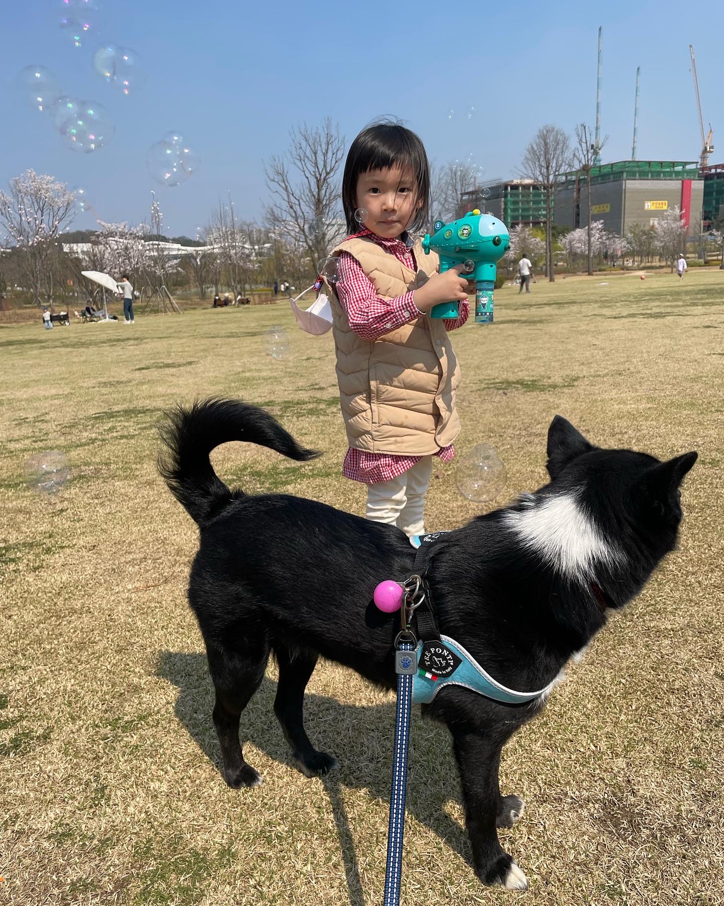 아투(제다이) 입양 4.5년차입니다!! 