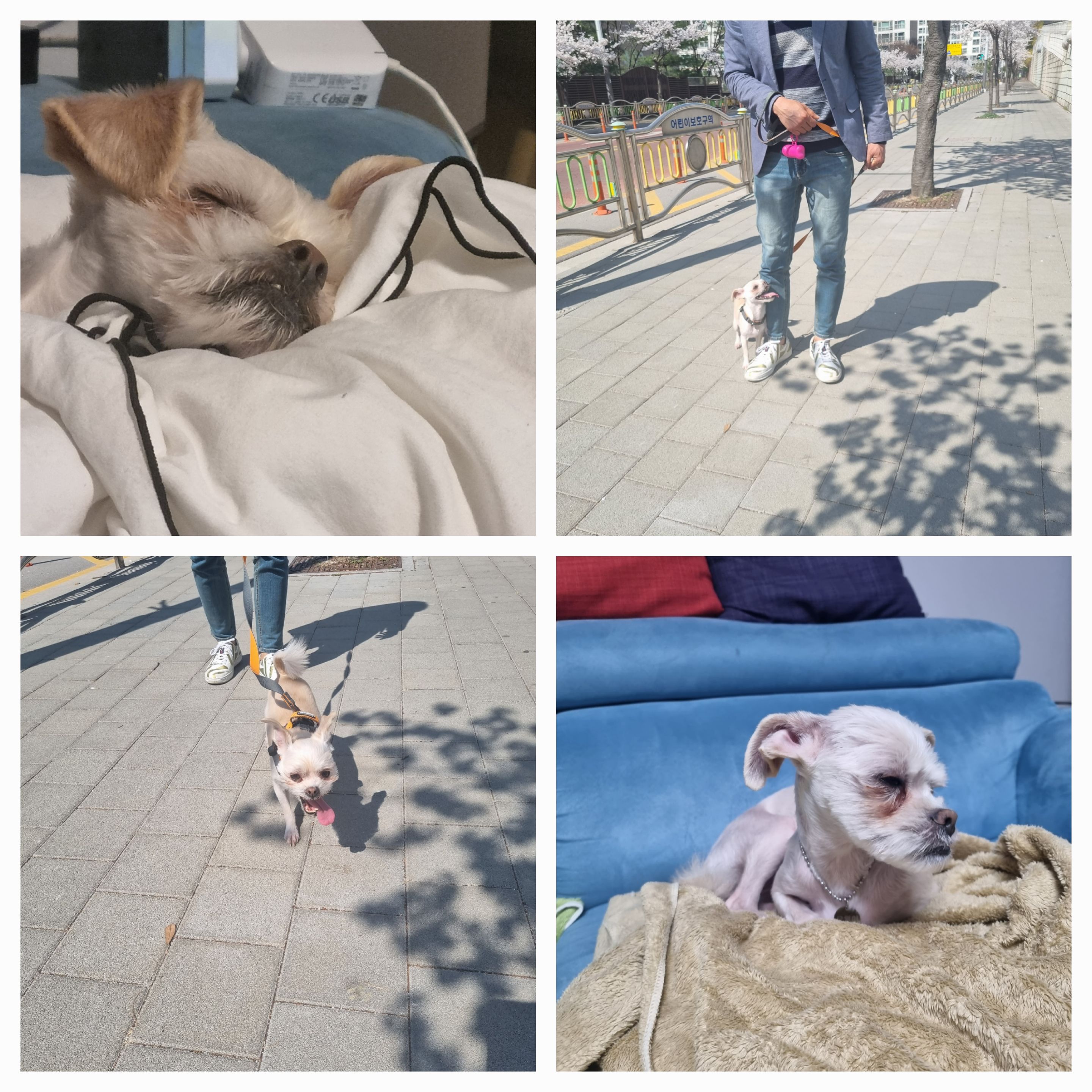 오영이 임보이야기