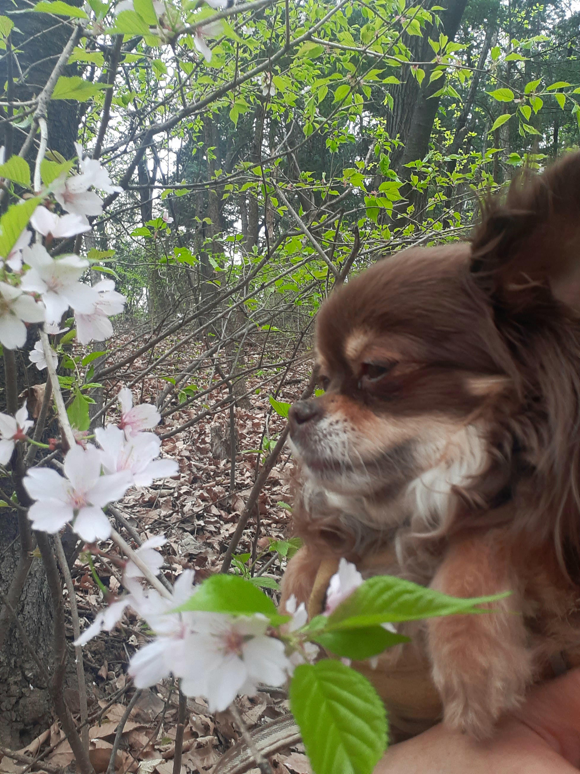 방울이 입양4년