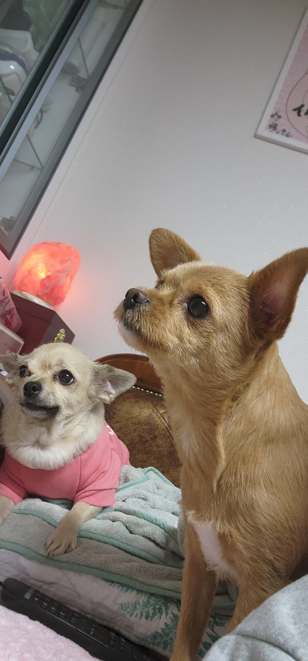 영천 푸푸 아가 뽀오(곤지) 입양 3년 됐네요~