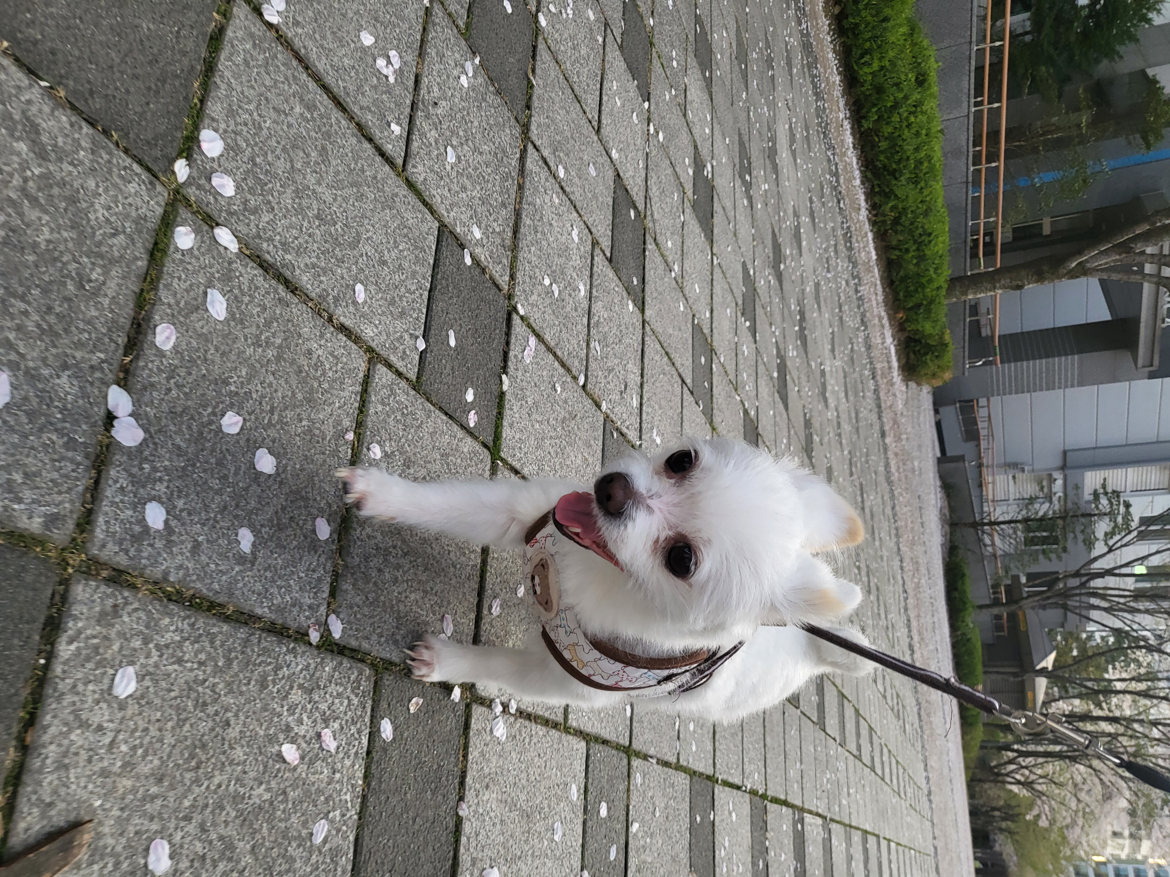 아산 오투(현 설희) 어느덧 4개월의 임보시간이 흘러가고있네요^^