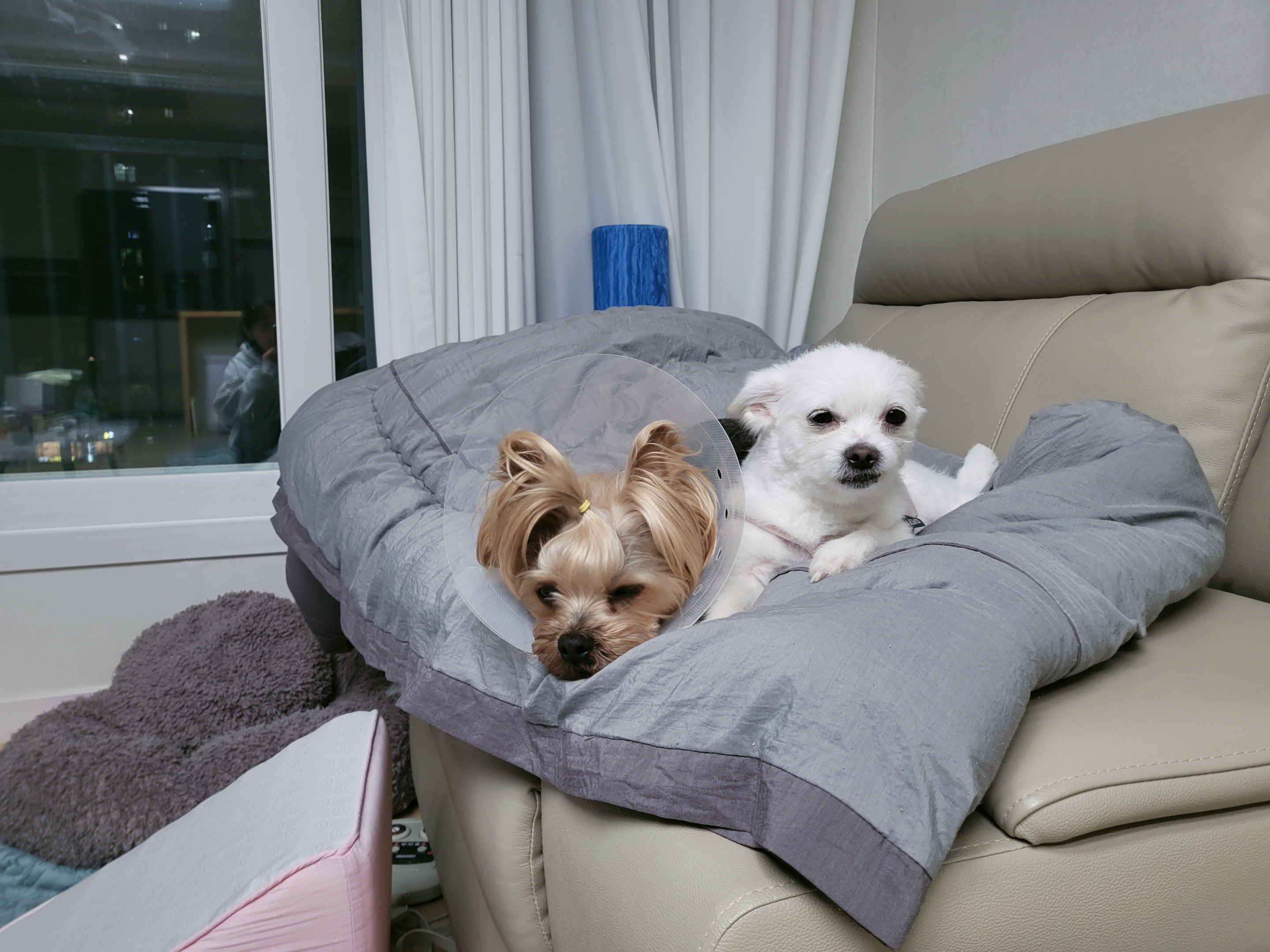 아산 오투(현 설희) 어느덧 4개월의 임보시간이 흘러가고있네요^^