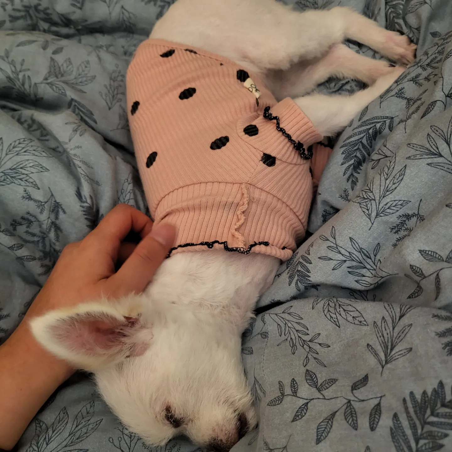 아산 오투(현 설희) 어느덧 4개월의 임보시간이 흘러가고있네요^^