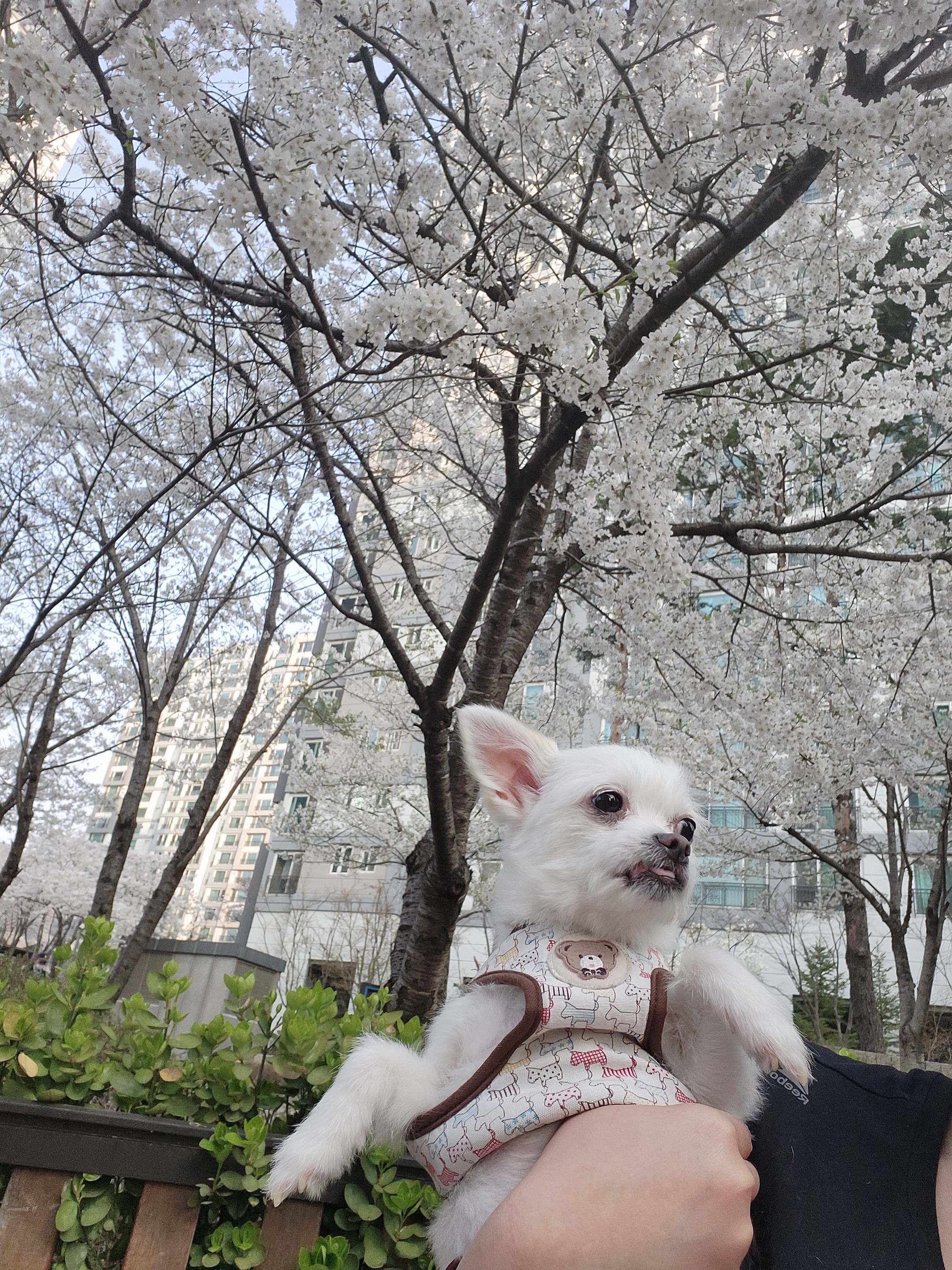 아산 오투(현 설희) 어느덧 4개월의 임보시간이 흘러가고있네요^^