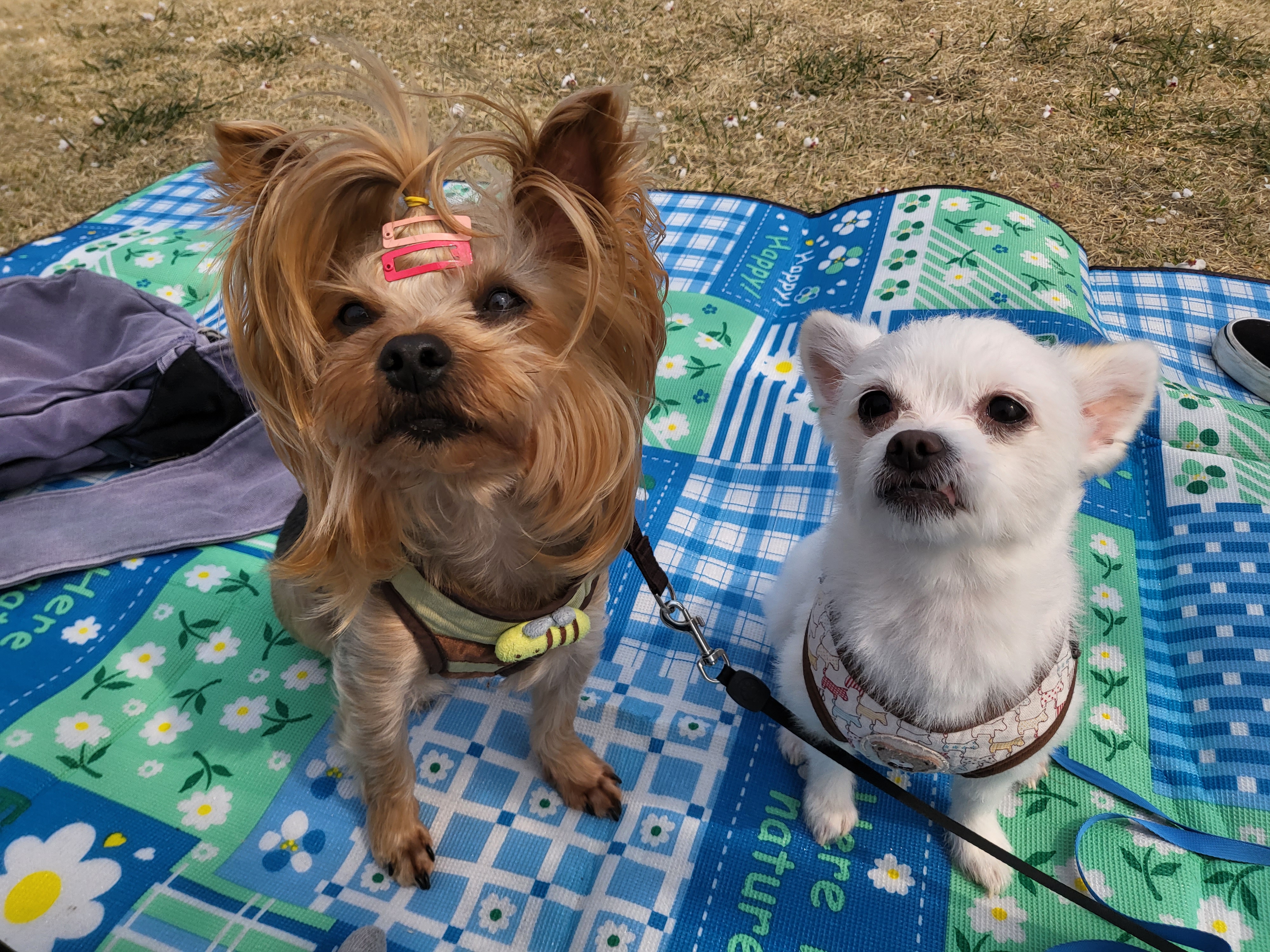 아산 오투(현 설희) 어느덧 4개월의 임보시간이 흘러가고있네요^^