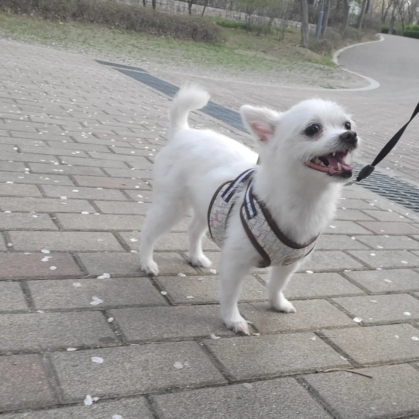 아산 오투(현 설희) 어느덧 4개월의 임보시간이 흘러가고있네요^^