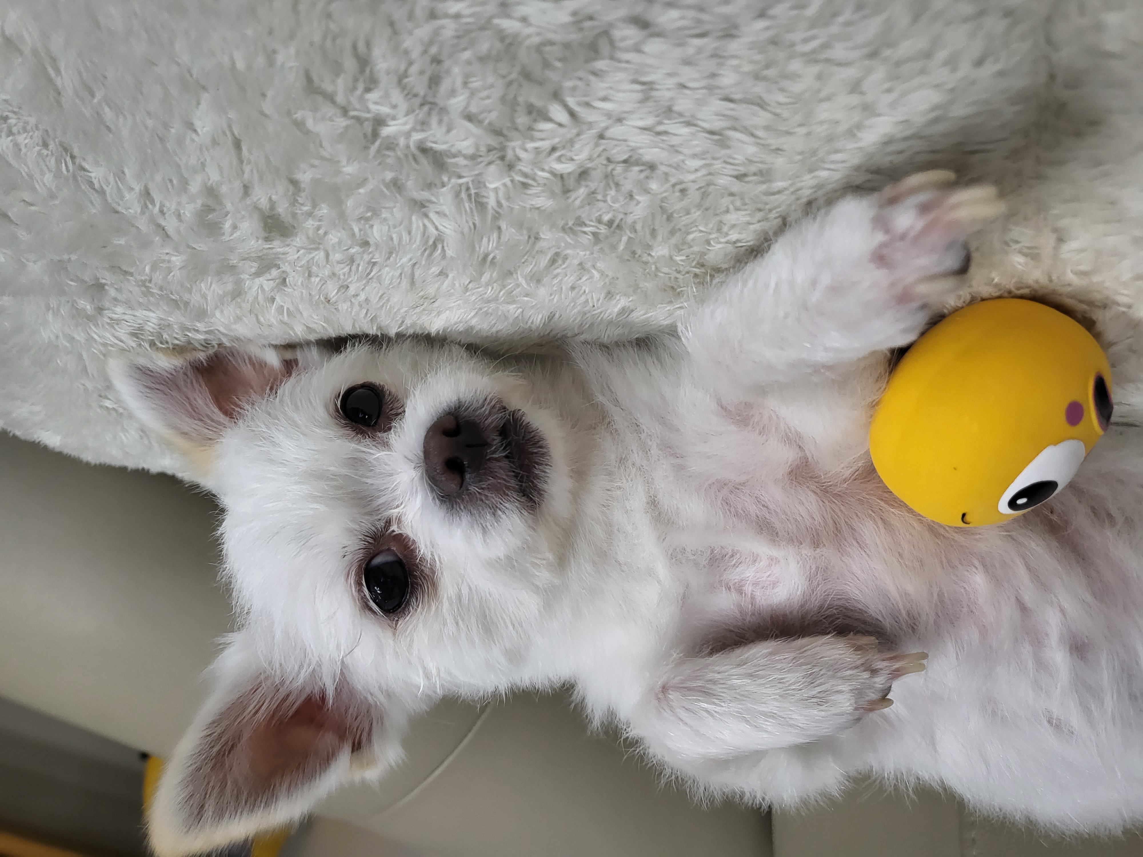 아산 오투(현 설희) 어느덧 4개월의 임보시간이 흘러가고있네요^^