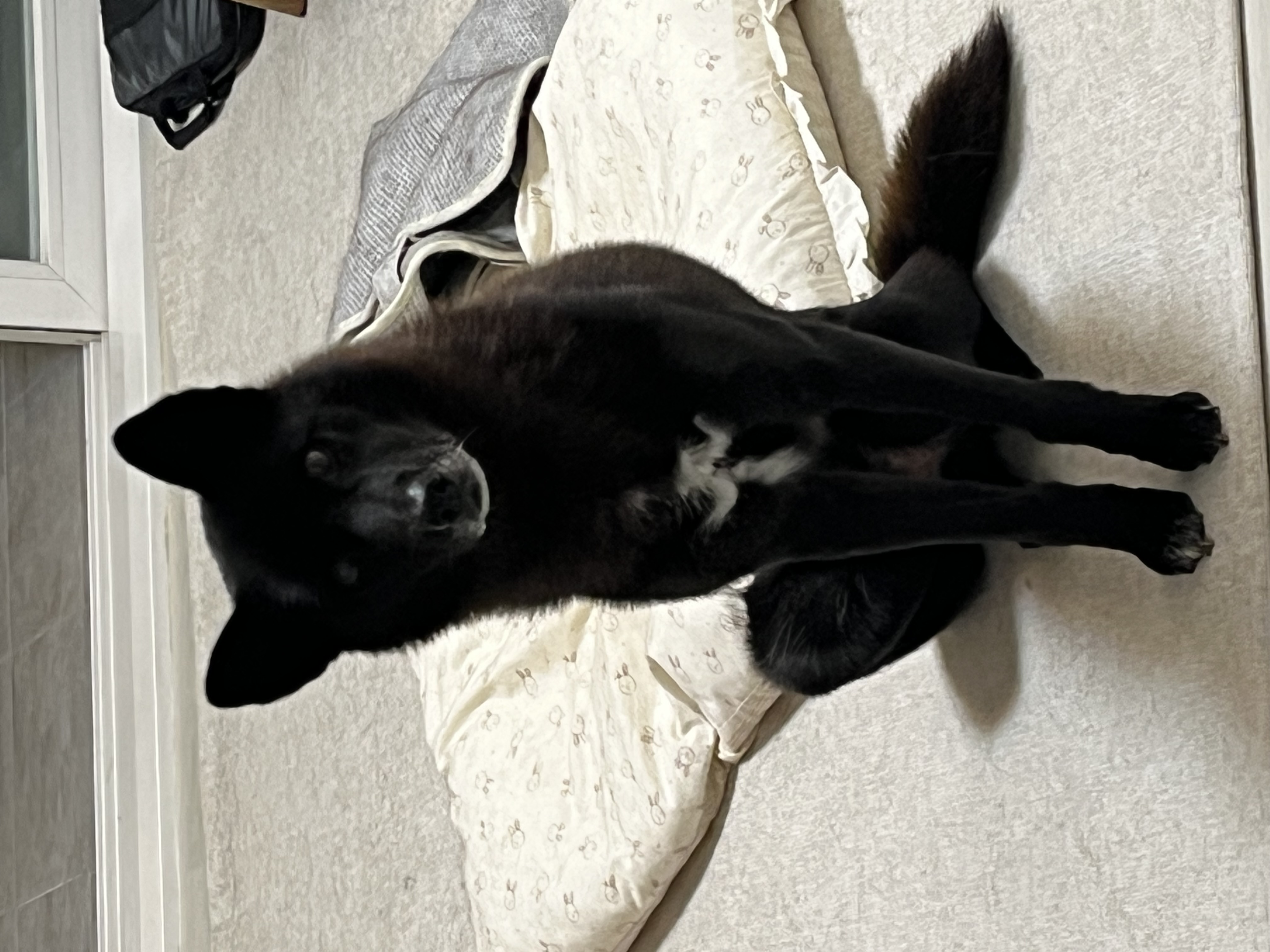 반달이와 친해지기