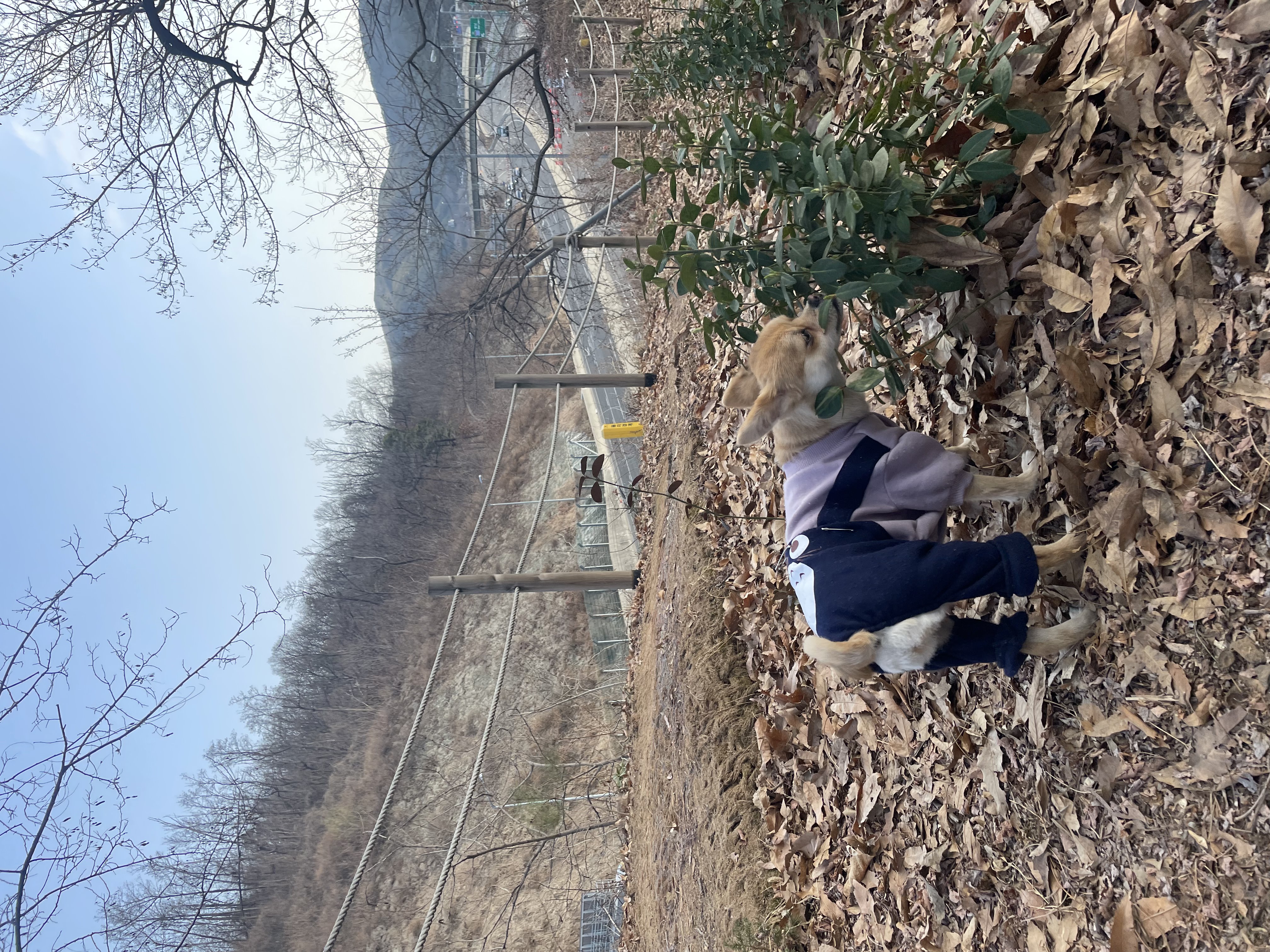 미로(구 오원) 7개월 이야기