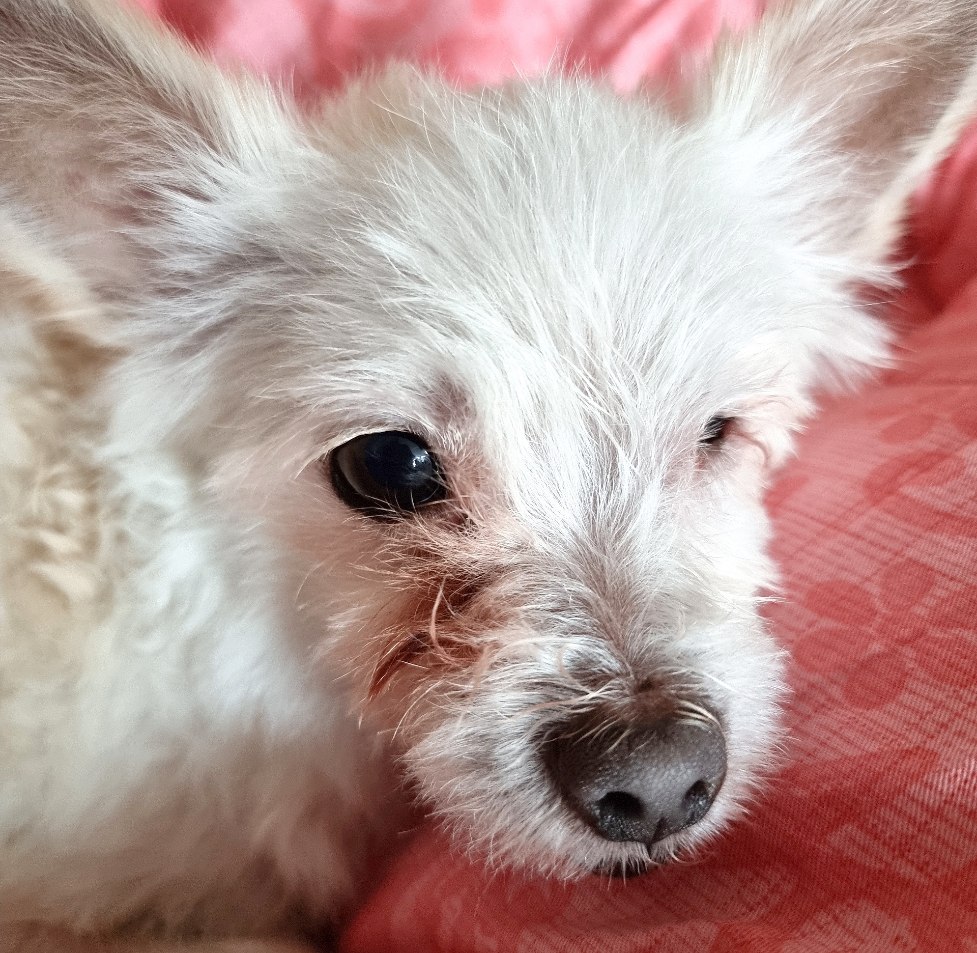 익순이 임보 석달차 이야기