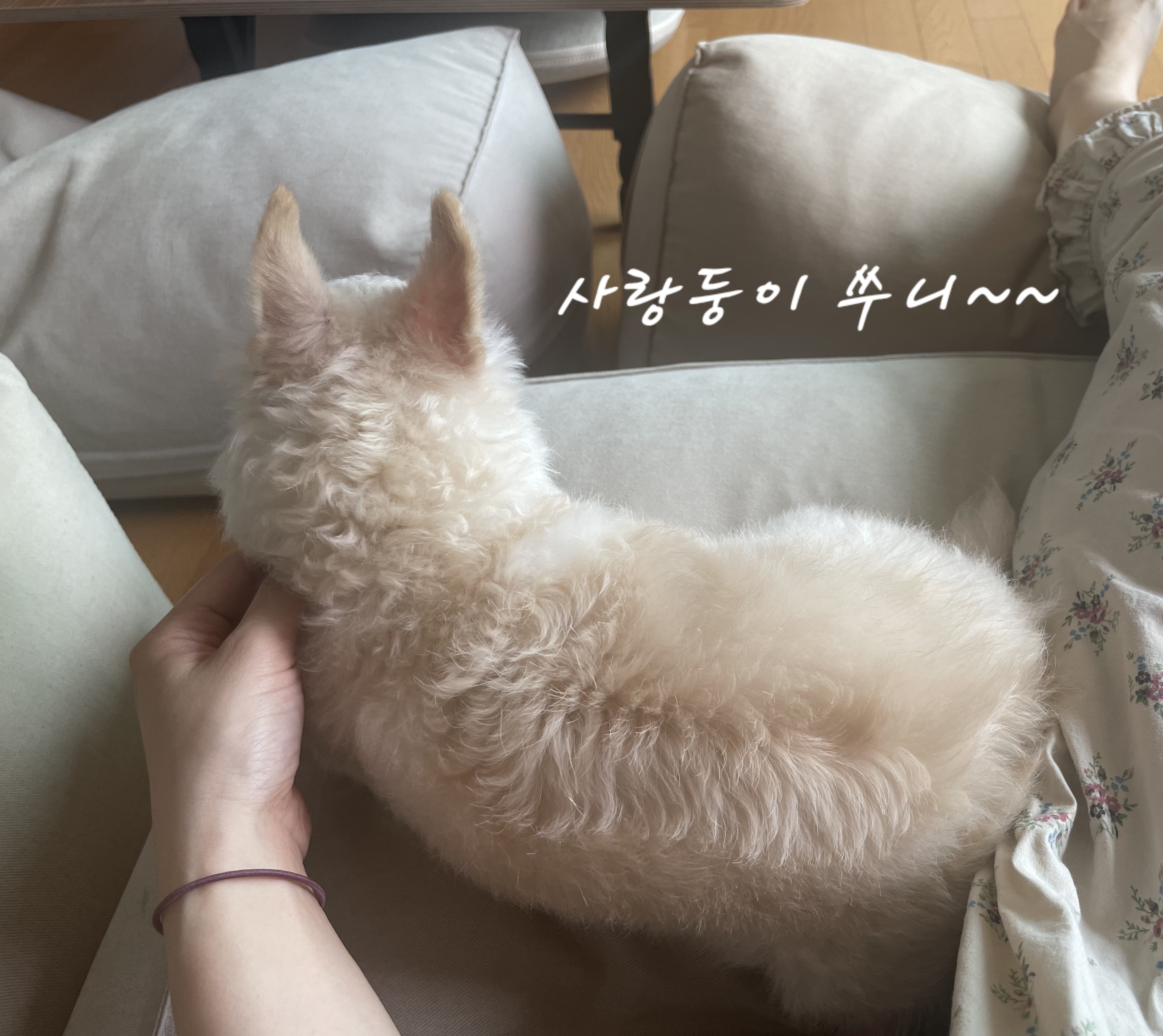 익순이 임보 석달차 이야기