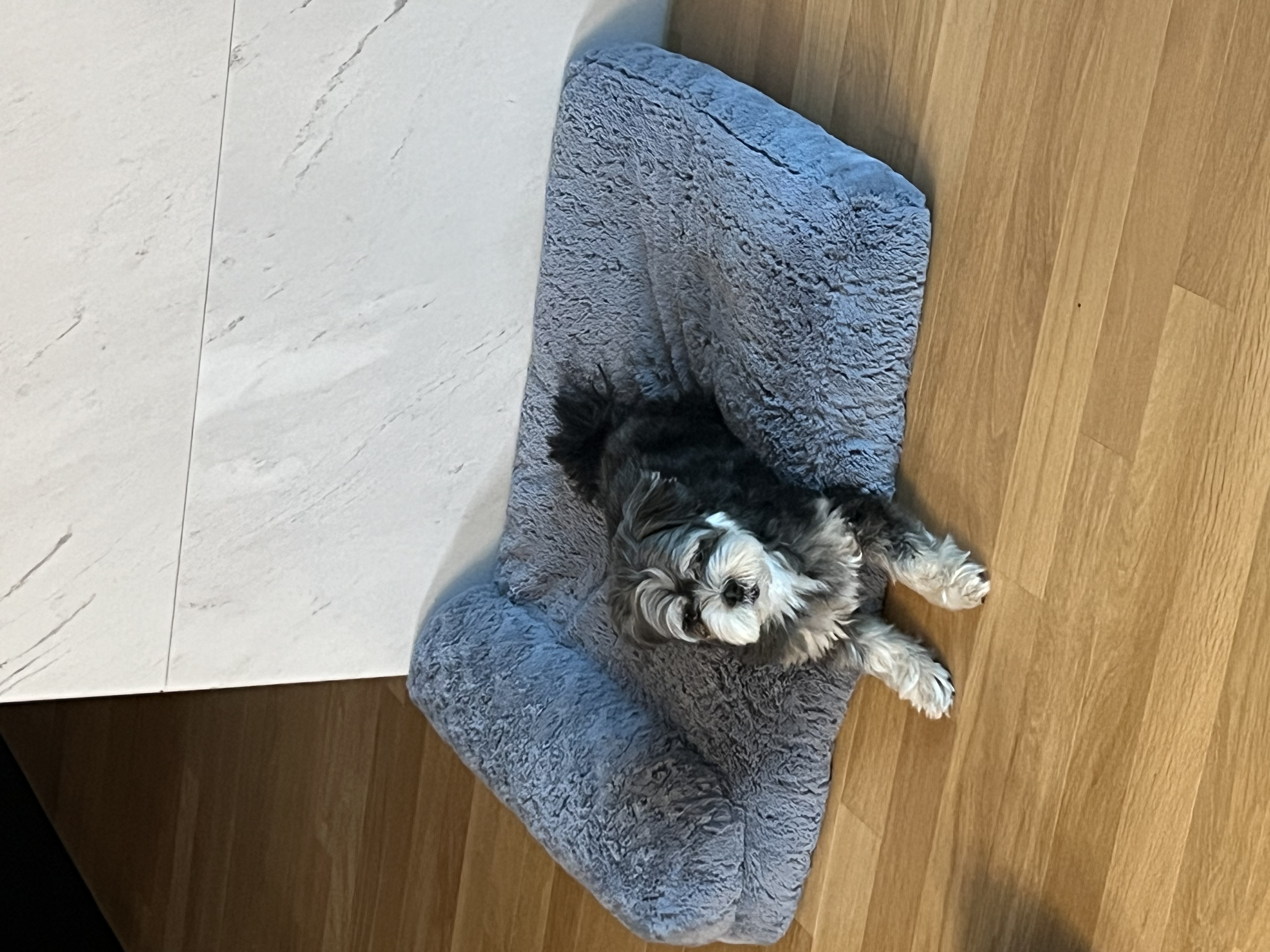 순심 입양 3개월차!