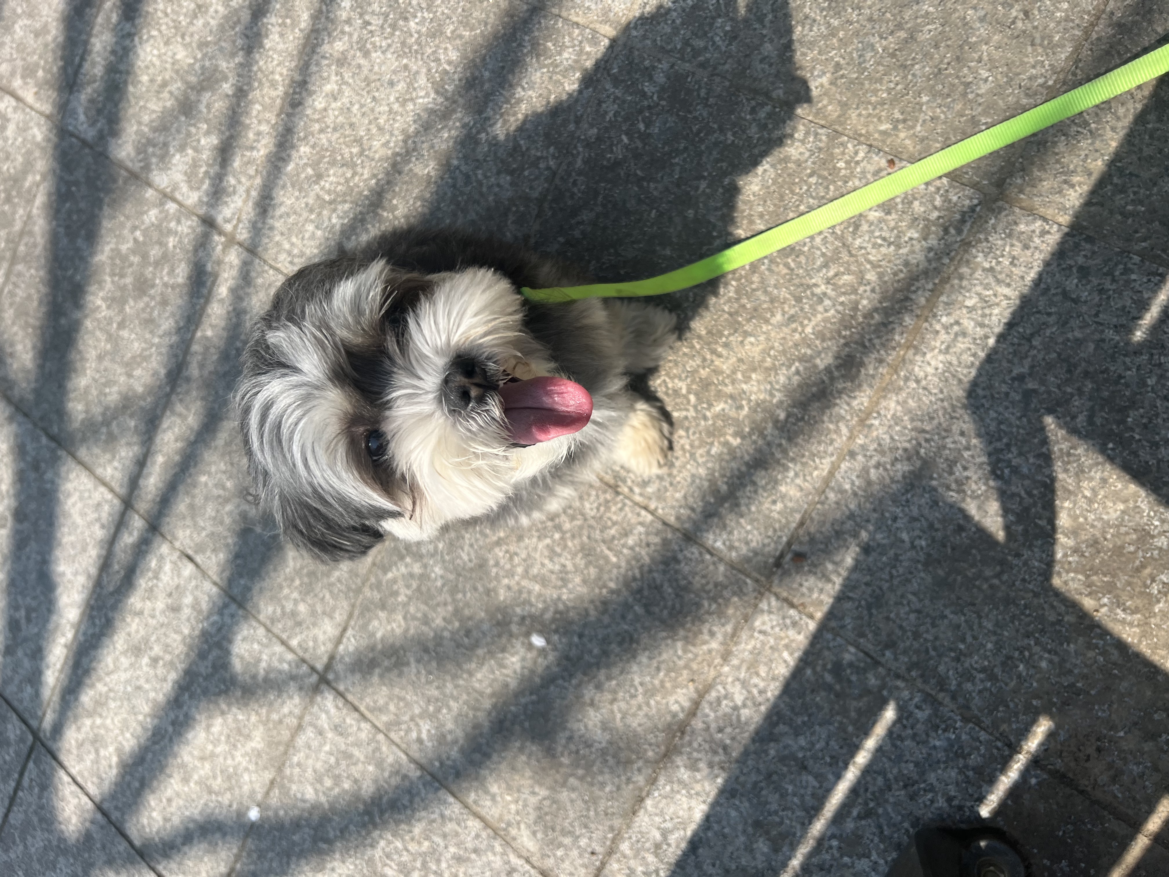 순심 입양 3개월차!