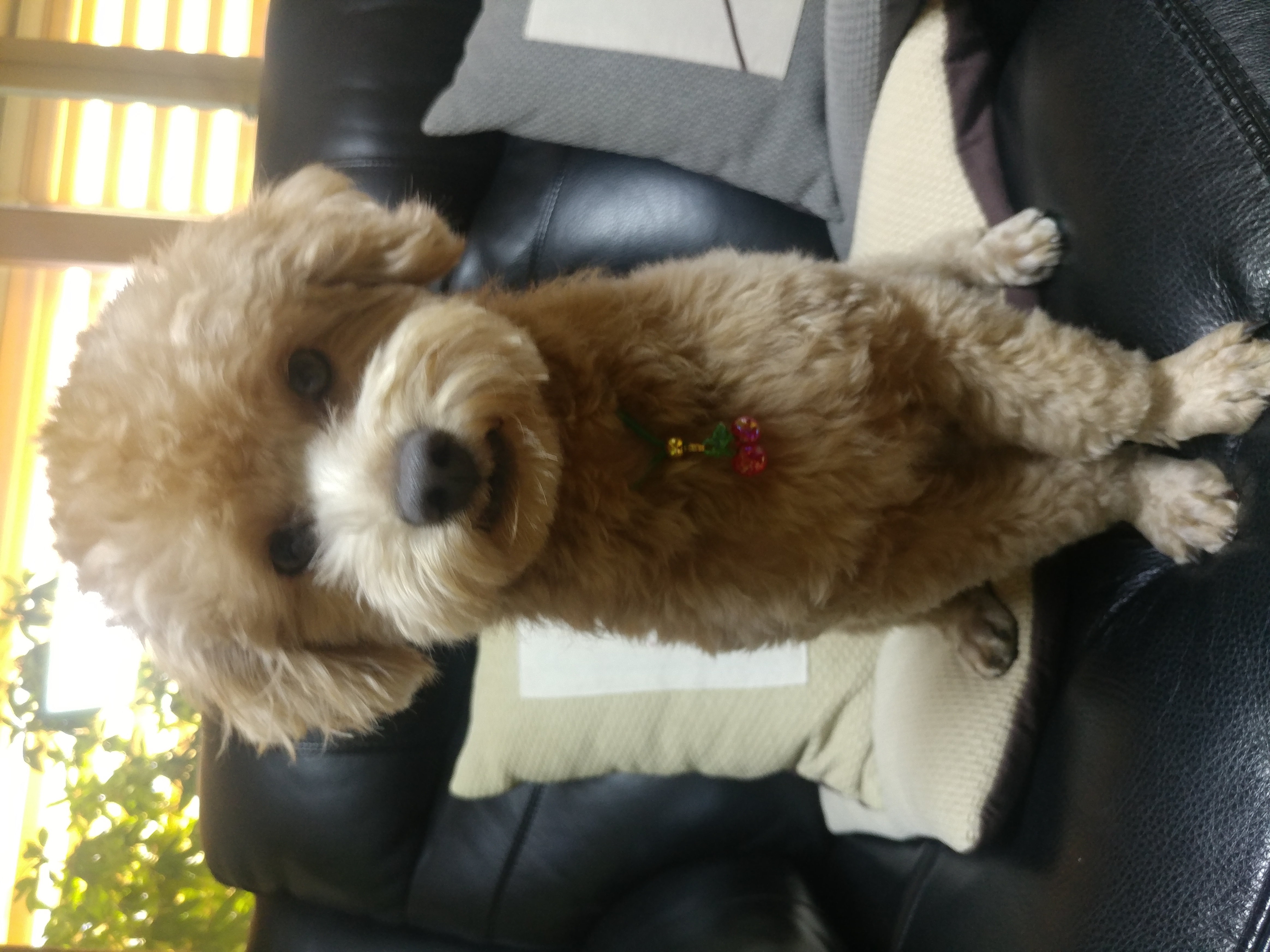 론이(모아) 입양 한달차 이야기