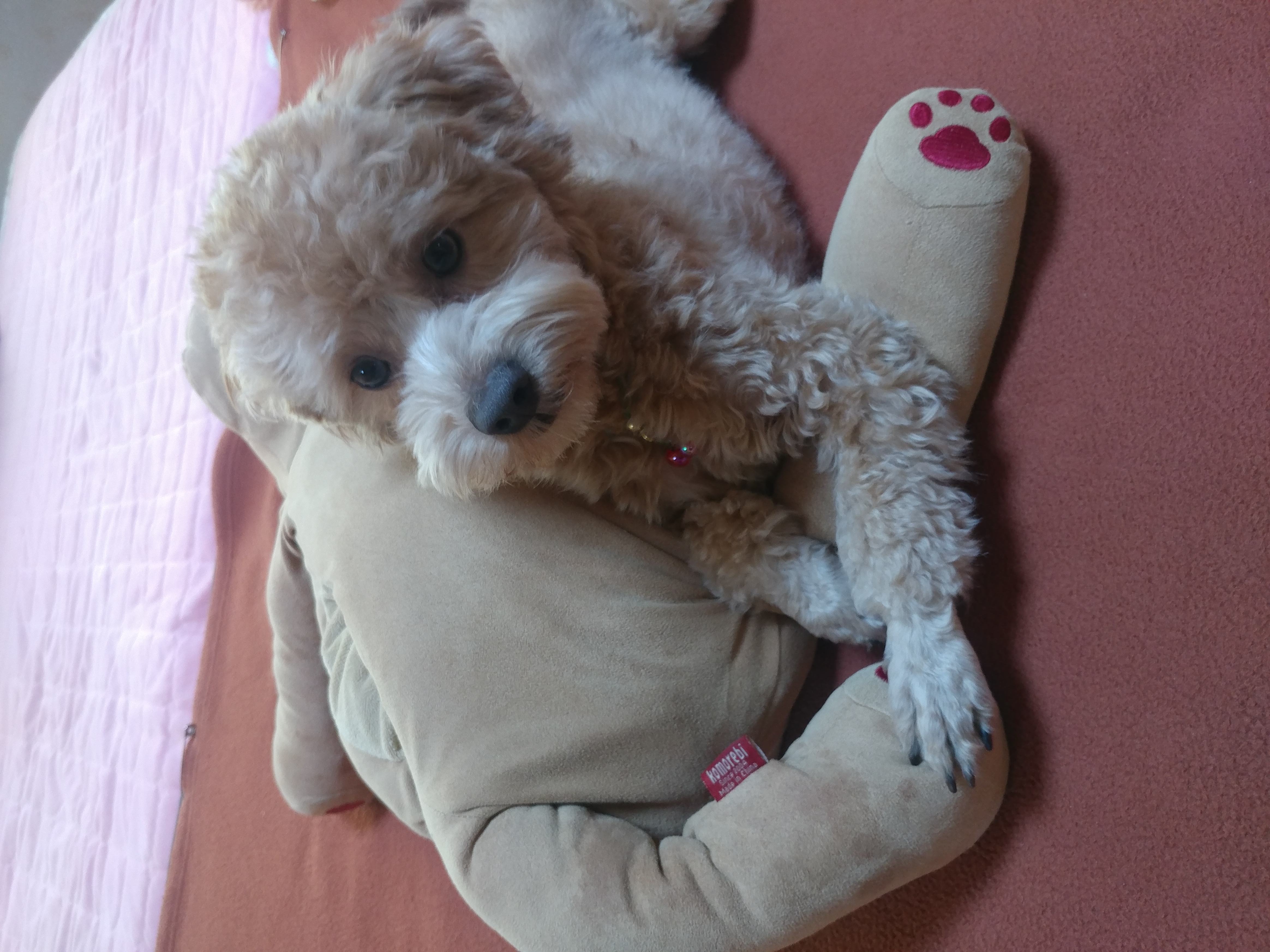 론이(모아) 입양 한달차 이야기