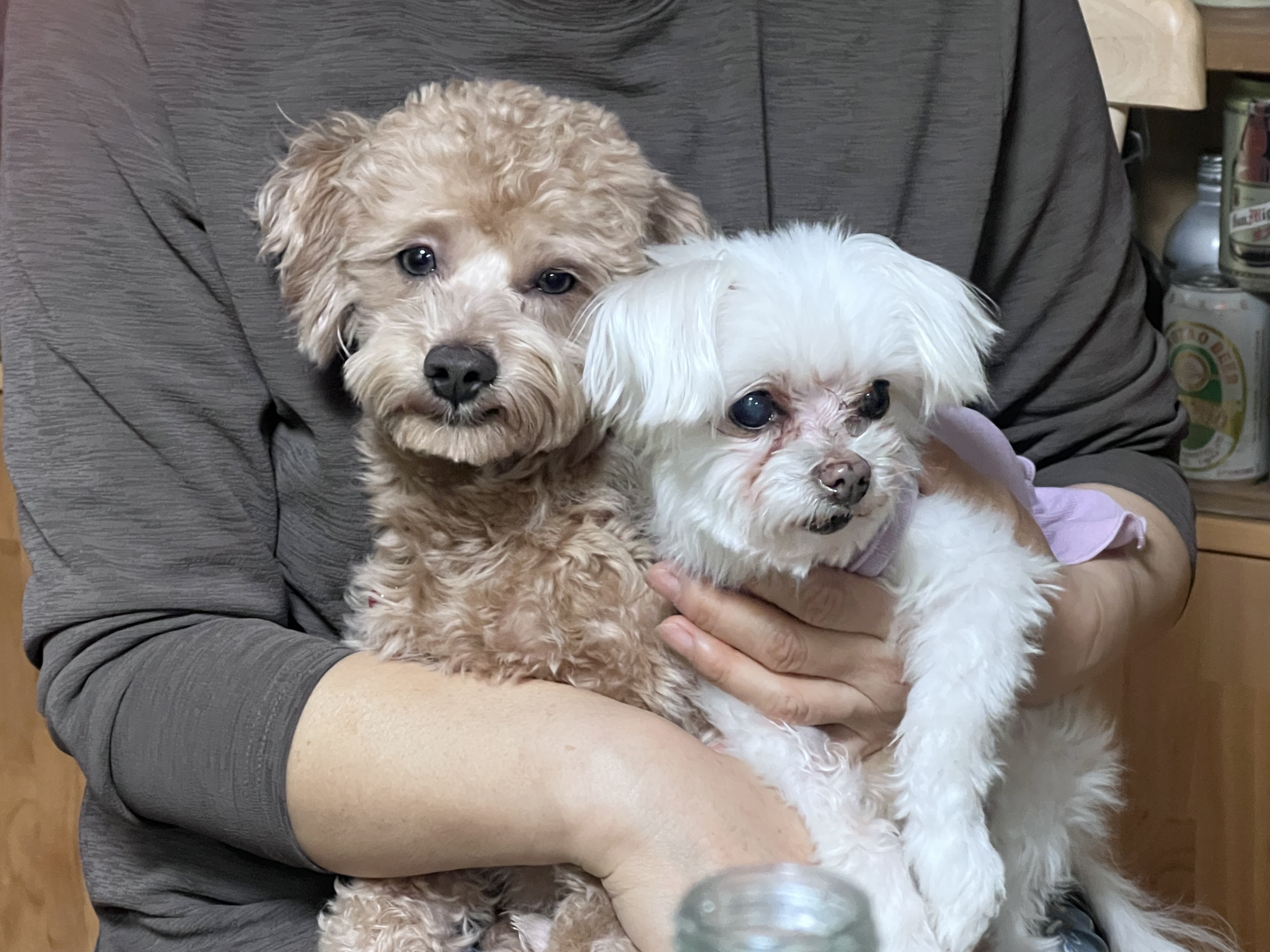 론이(모아) 입양 한달차 이야기