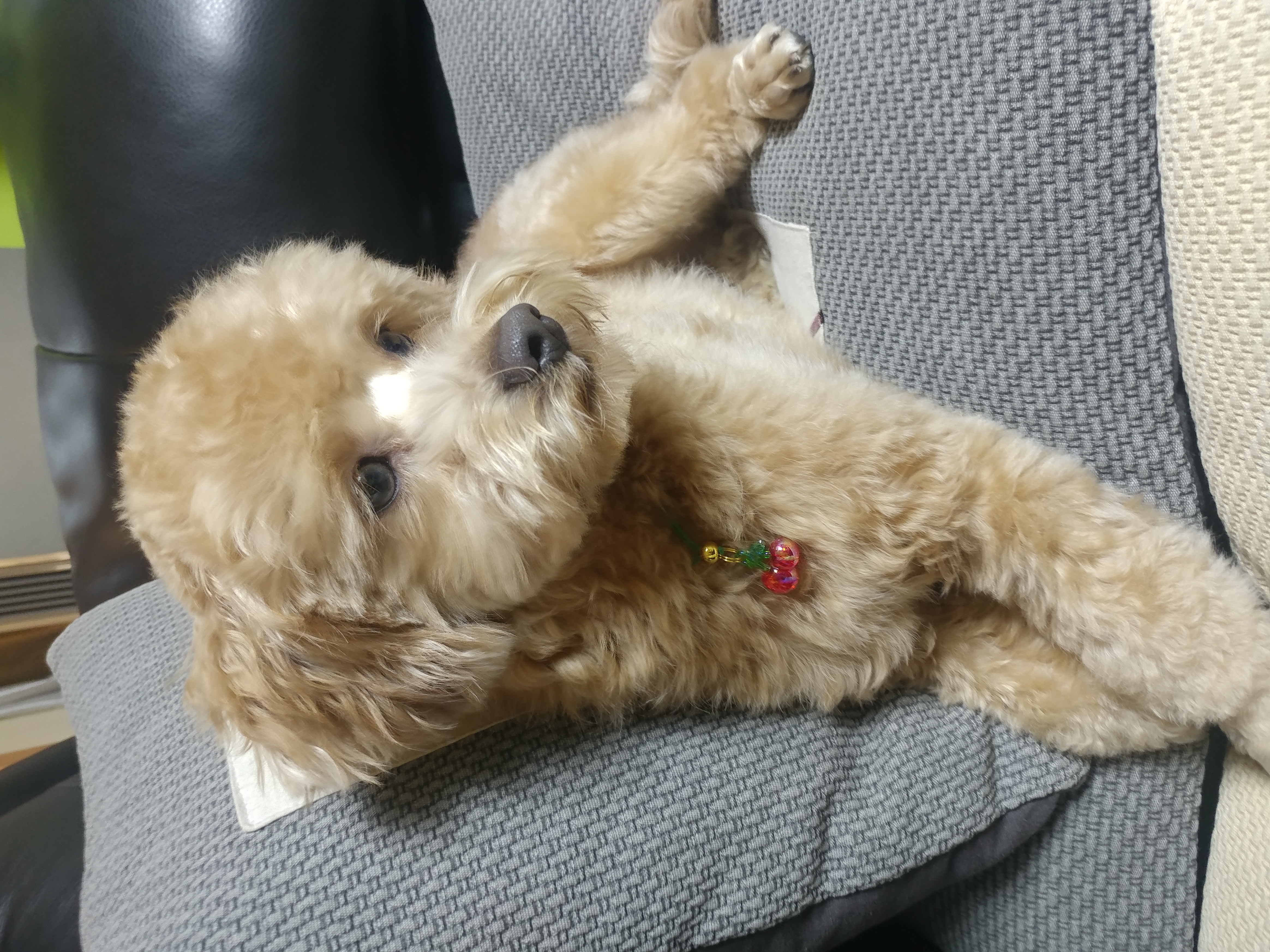 론이(모아) 입양 한달차 이야기