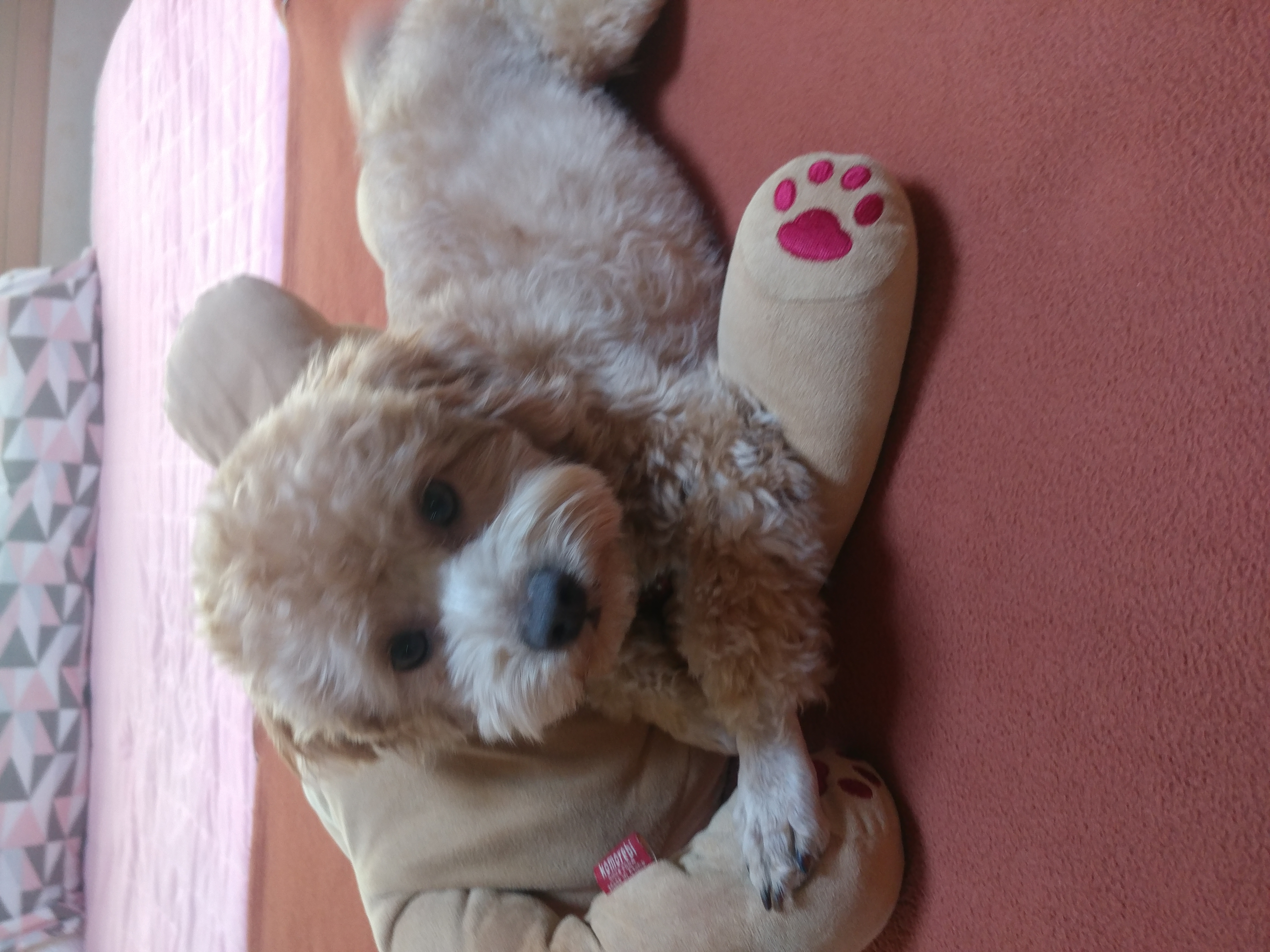 론이(모아) 입양 한달차 이야기