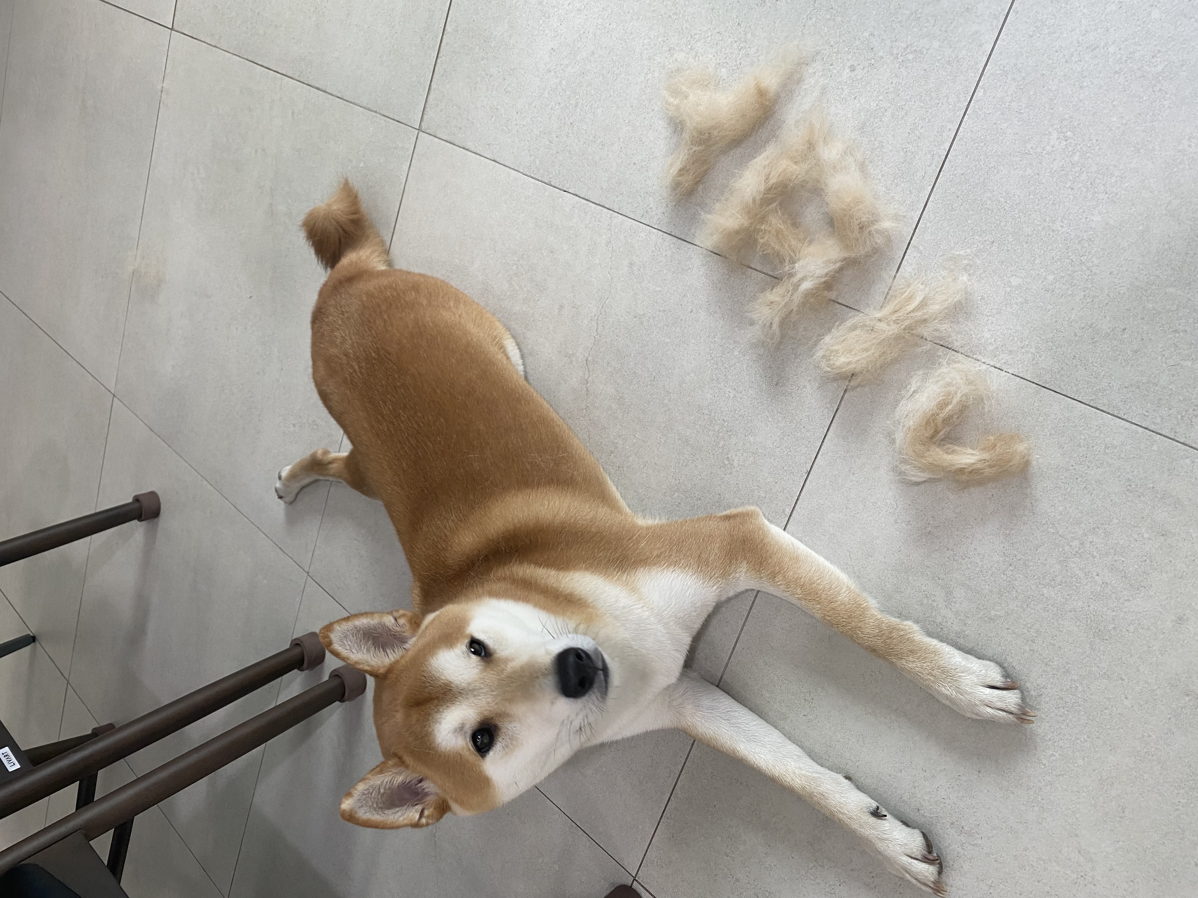 로꼬 (곤지암 두시) 입양 2년차 생활