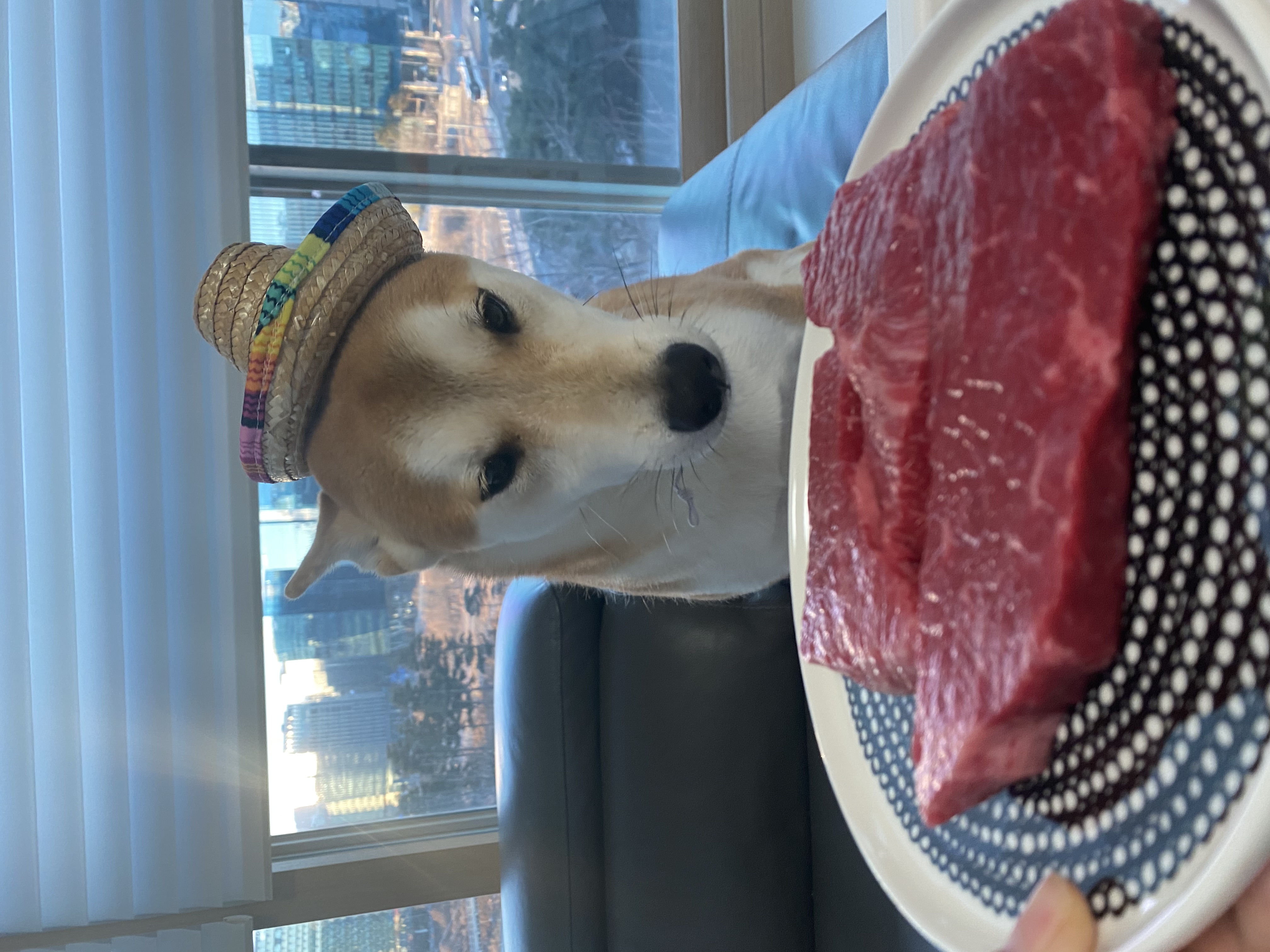 로꼬 (곤지암 두시) 입양 2년차 생활