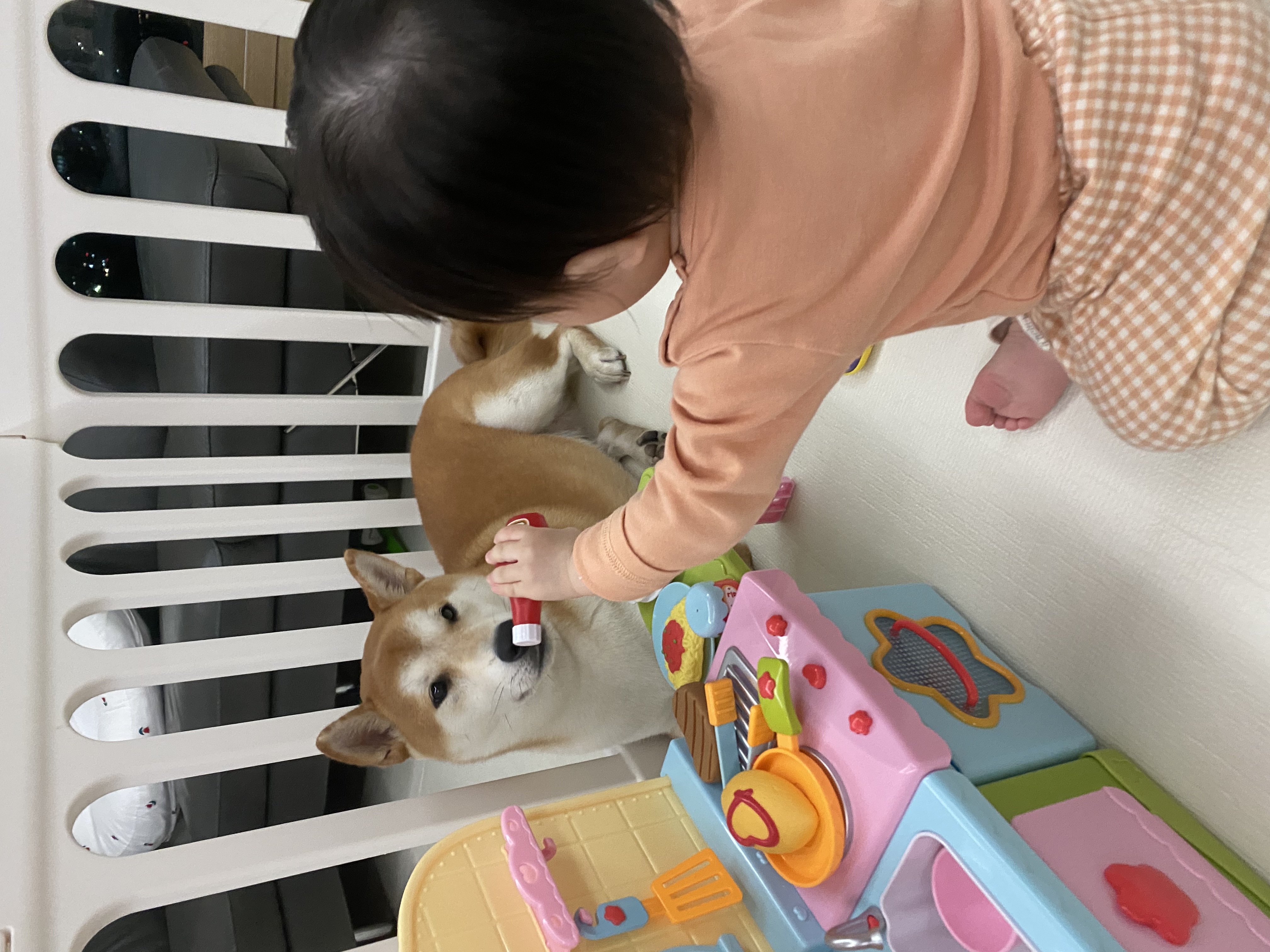 로꼬 (곤지암 두시) 입양 2년차 생활